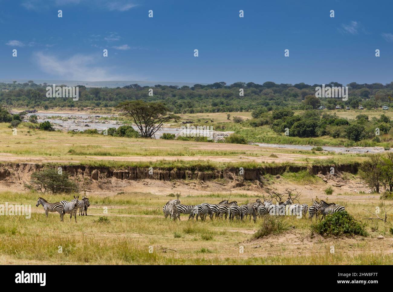 Tanzania. Serengeti. Plains Zebras Approaching Mara River on their Migration North.  Tourist Vehicles on far right are awaiting choosing a good vantag Stock Photo