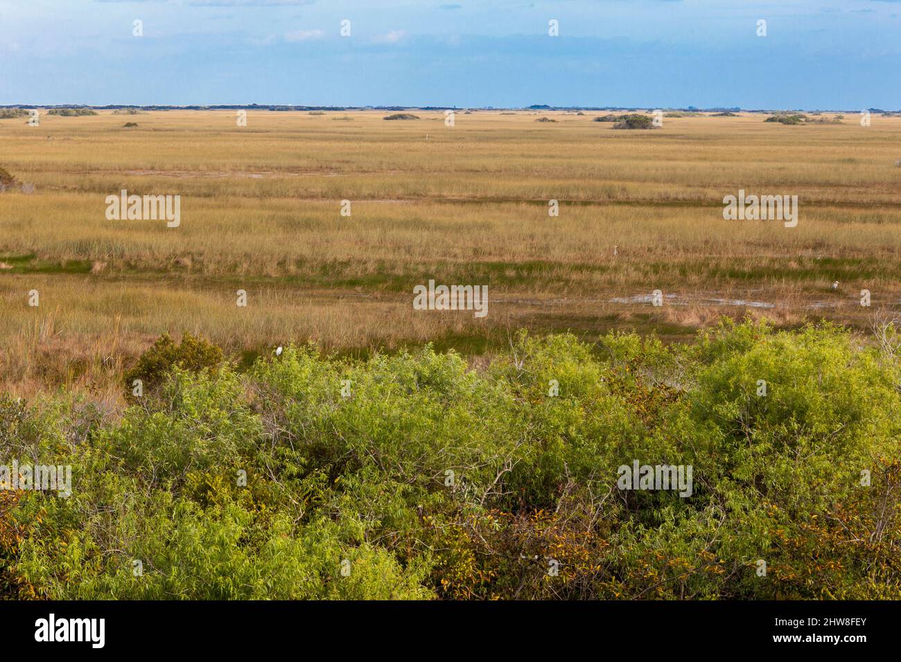 Everglades National Park, Florida.  View of the Marsh Wetlands from the Shark Valley Viewing Tower. Stock Photo
