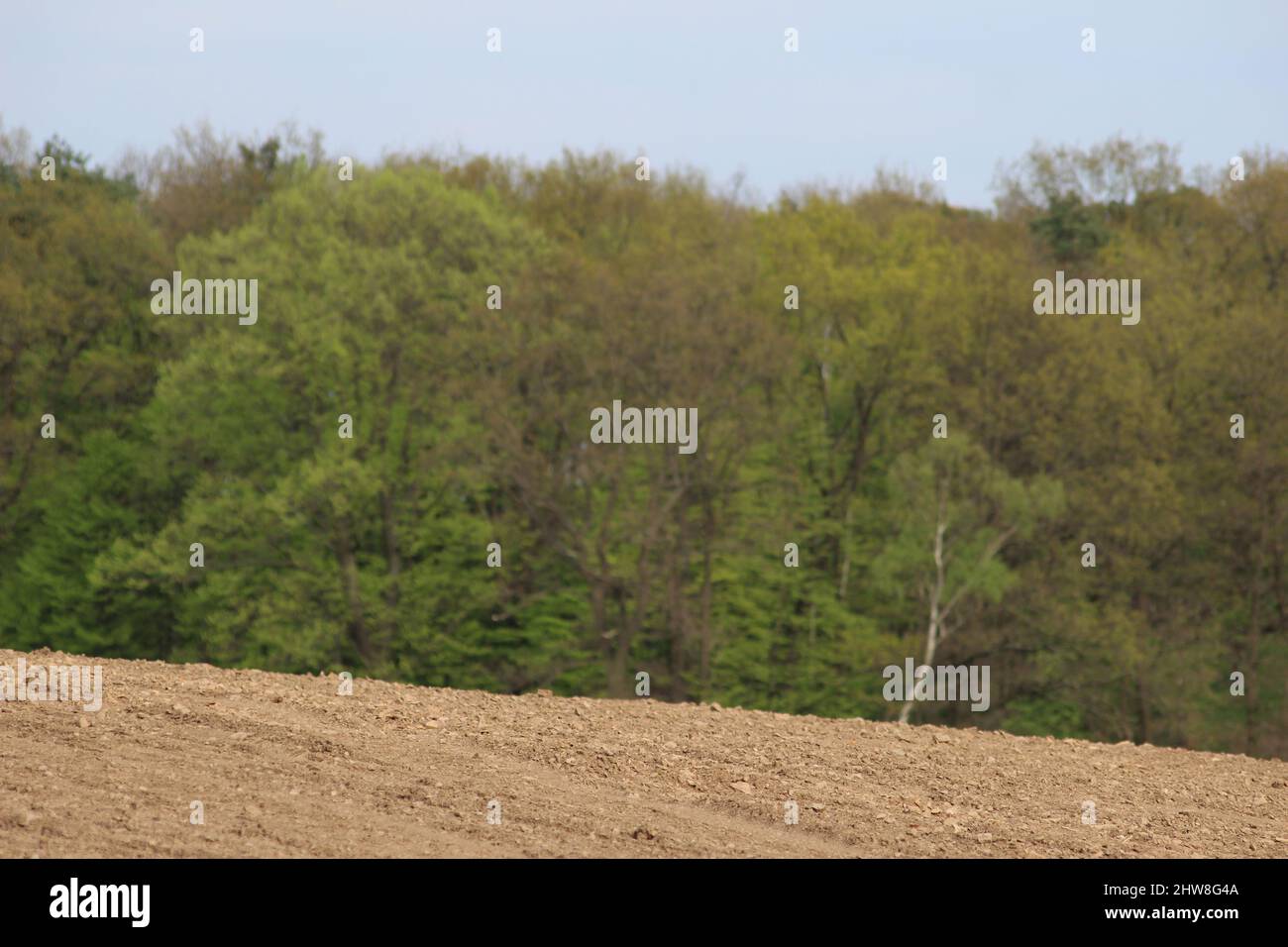 A field in front of a green forest full of trees Stock Photo - Alamy