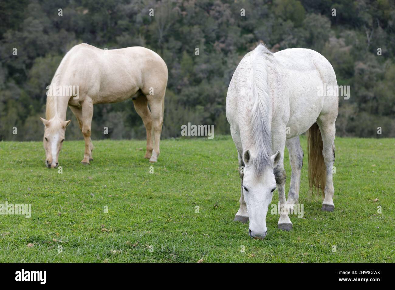 Palomino and White Horses Grazing in the Meadows. Los Altos Hills, California, USA. Stock Photo