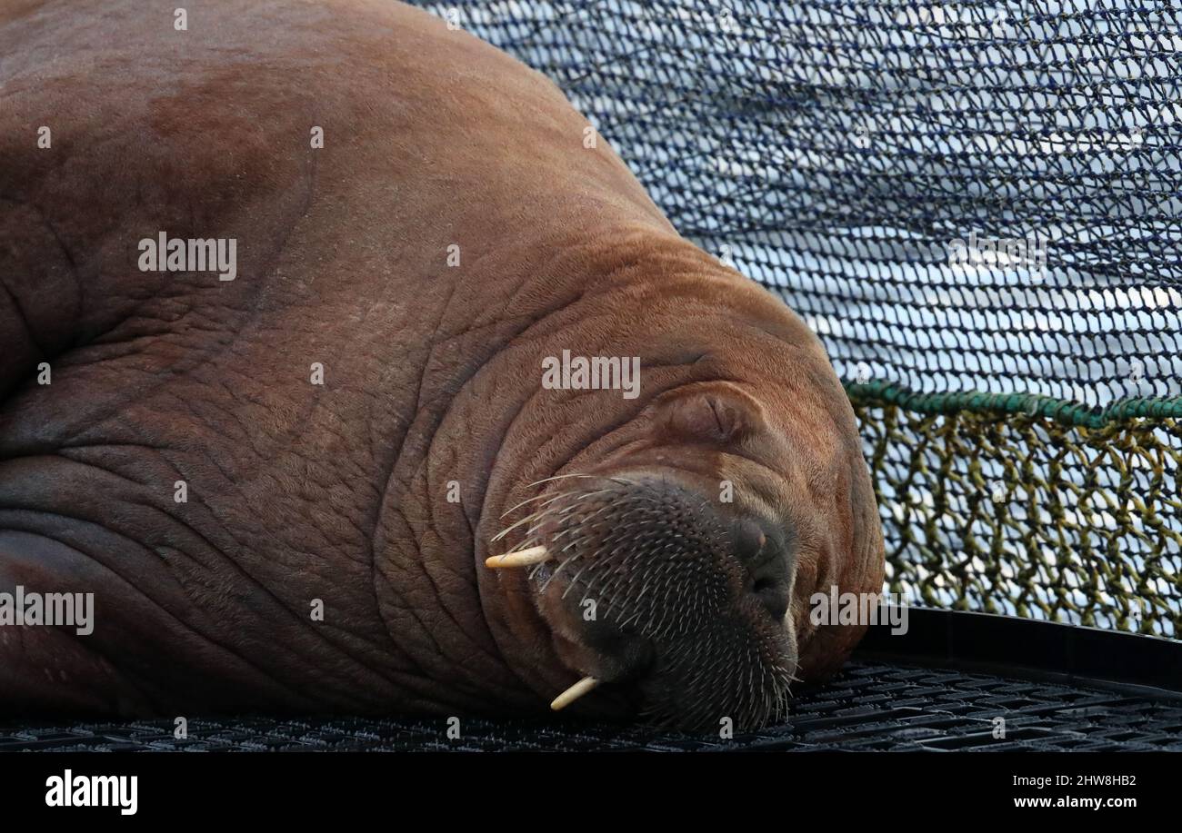 Walrus, Odobenus rosmarus, Shetland, Scotland, UK Stock Photo