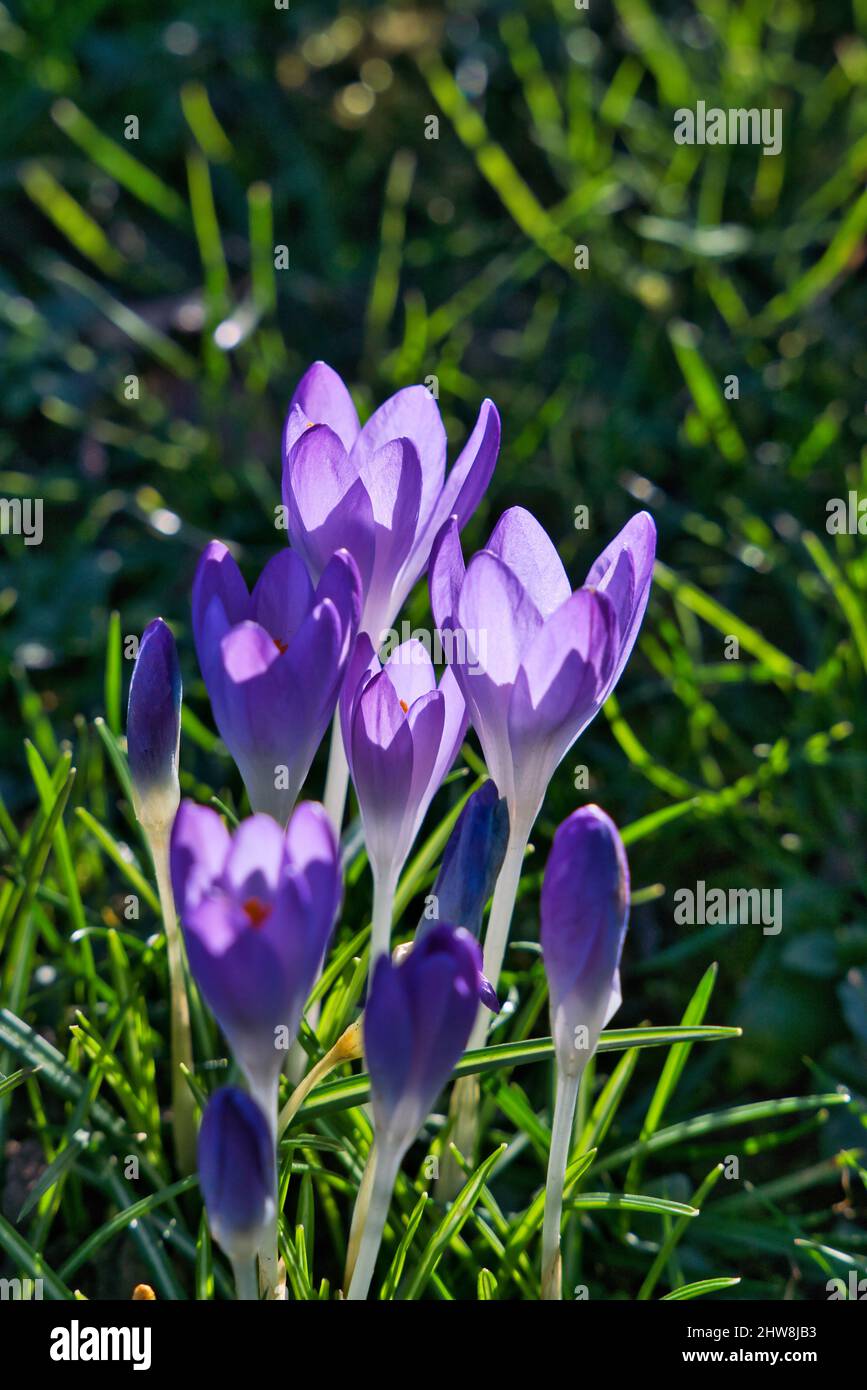 beautiful purple crocuses in the sun in early spring Stock Photo
