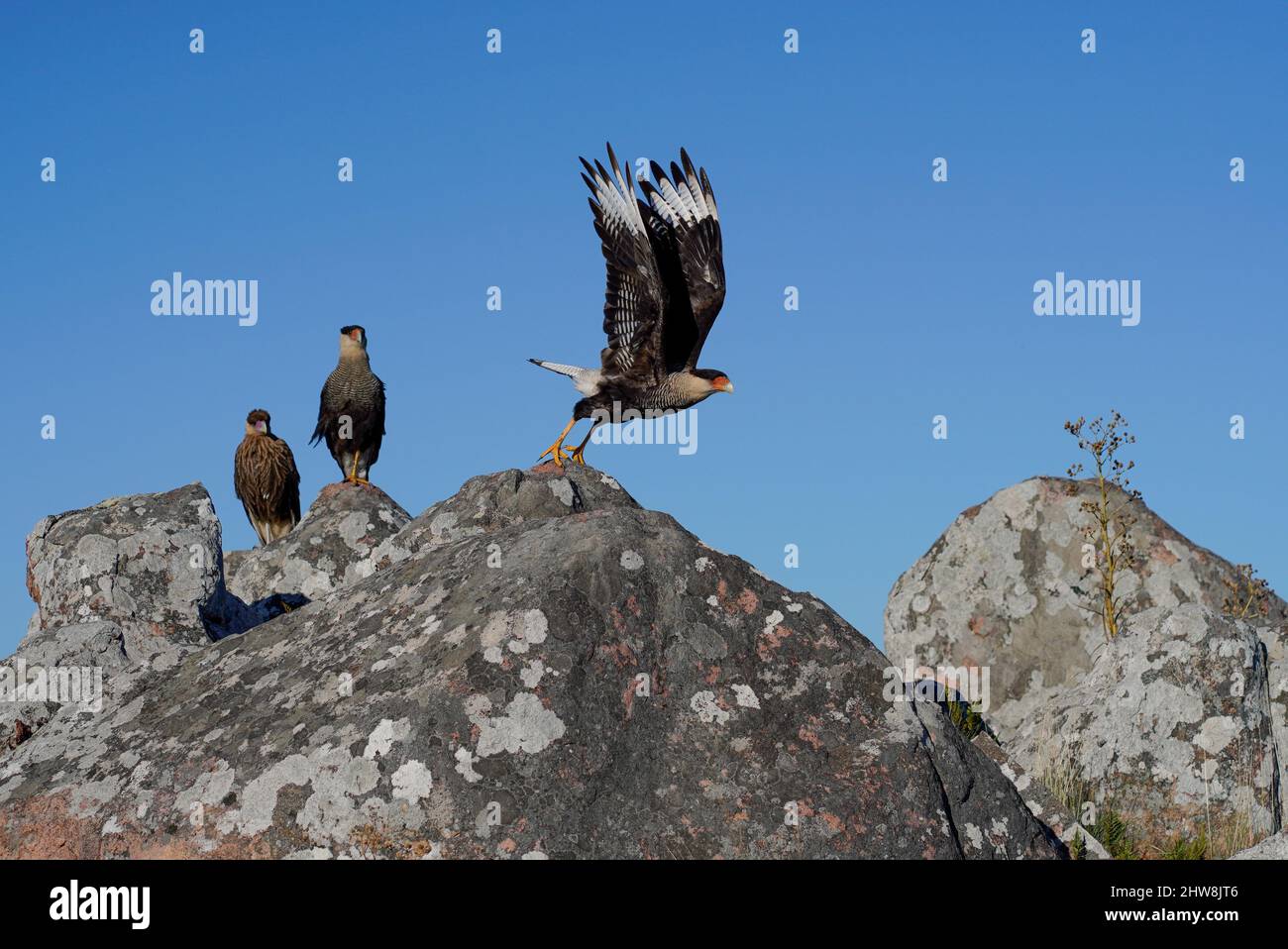 View of Southern crested-caracara (Poliborus plancus) on rocks in andil ...