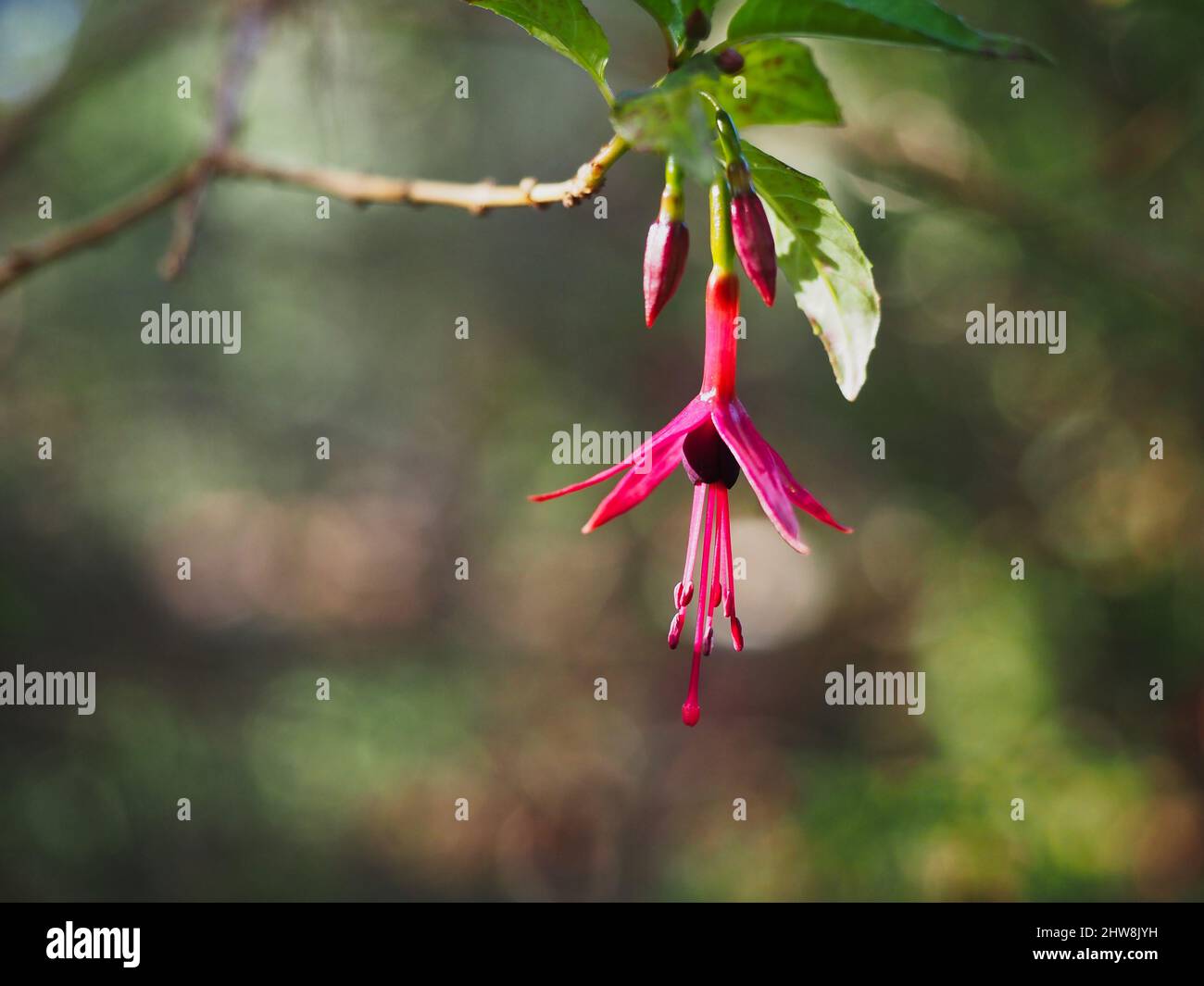 Scenic view of a red Fuchsia flower on a blurred background Stock Photo