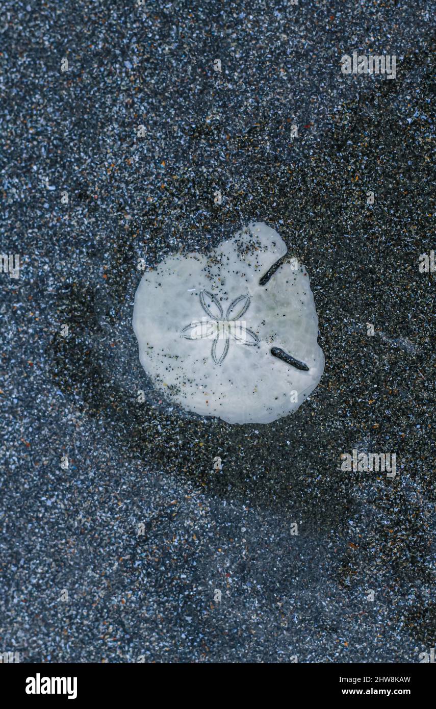 Close-up of the skeleton of sand dollar, species of tropical sea urchin, against the black sand beach. Stock Photo