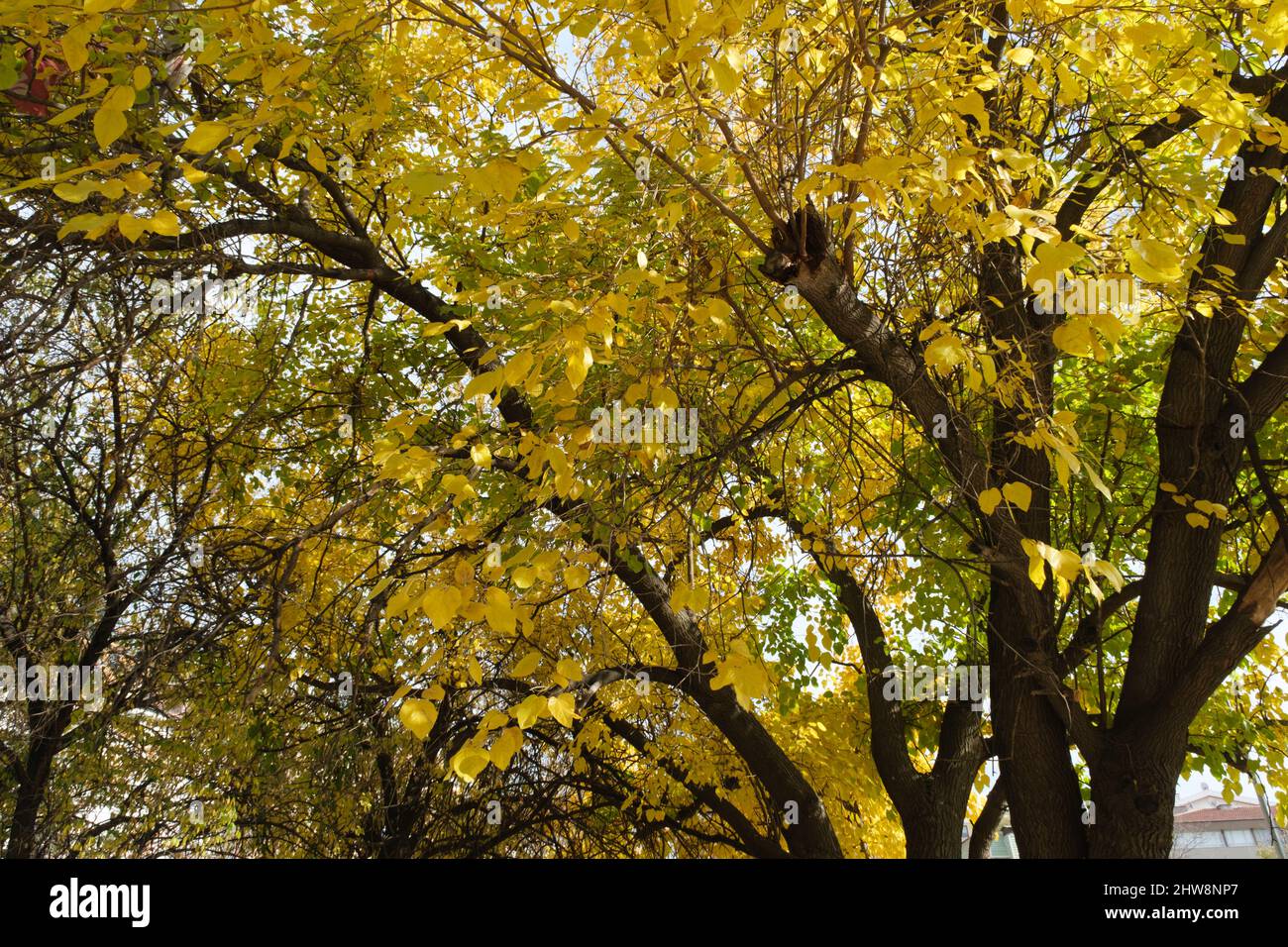 Close up shoot of yellow tree. Tree branches and leaves Stock Photo