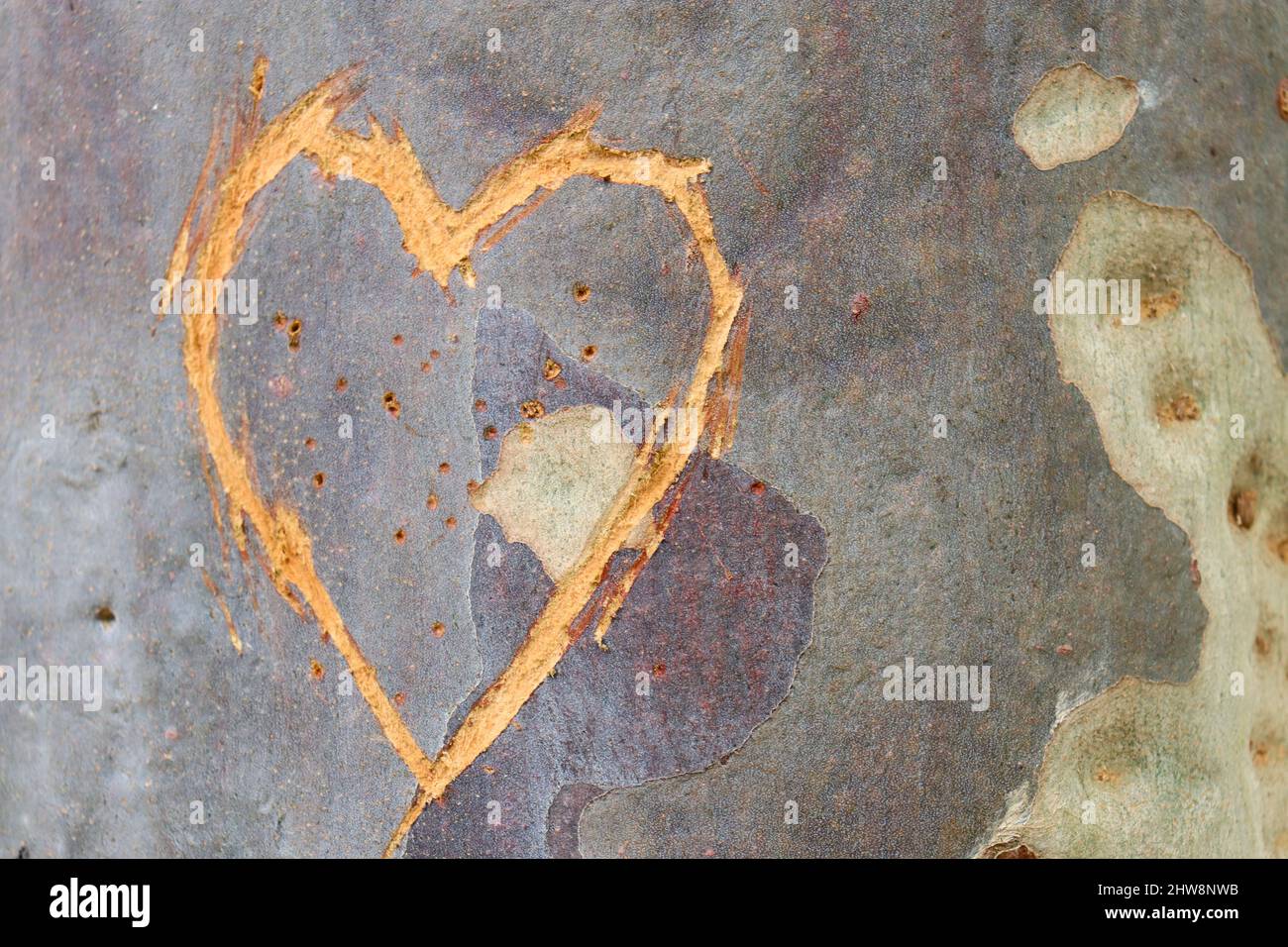Closeup of a heart carved on eucalyptus tree Stock Photo