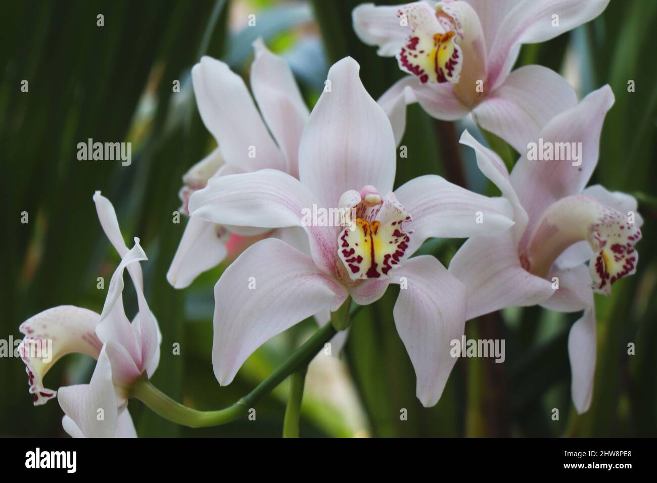 Pink orchid cymbidium hybrid with high-grade manure and fertilizers Stock Photo