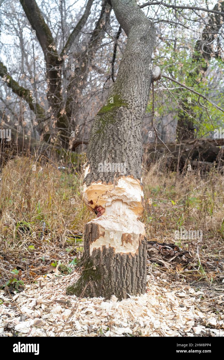 Recebtly cut-down trees, resulting from American Beaver (Castor canadensis), flloodplain, river, E USA, by Dominique Braud/Dembinsky Photo Assoc Stock Photo
