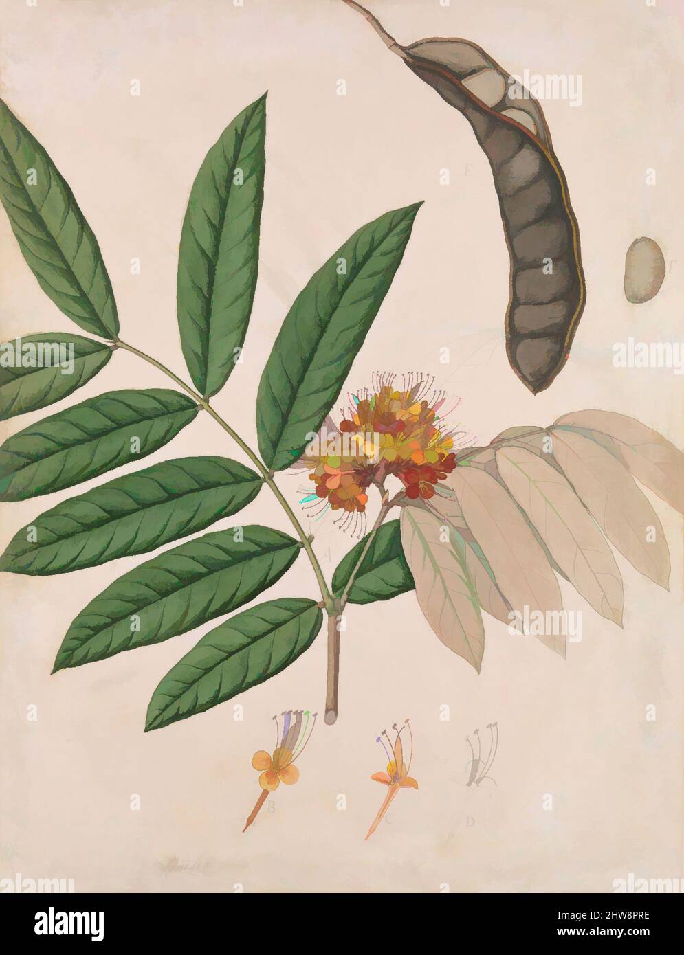 Art inspired by Ashoka Tree Flower, Leaves, Pod, and Seed, first half 19th century, Made in India, probably Calcutta, Opaque watercolor on paper, Page: H. 23 1/4 in. (59.1 cm), Codices, At the bottom of the page, the painting is inscribed Jonesia asoca, the Latin name for the tree, Classic works modernized by Artotop with a splash of modernity. Shapes, color and value, eye-catching visual impact on art. Emotions through freedom of artworks in a contemporary way. A timeless message pursuing a wildly creative new direction. Artists turning to the digital medium and creating the Artotop NFT Stock Photo