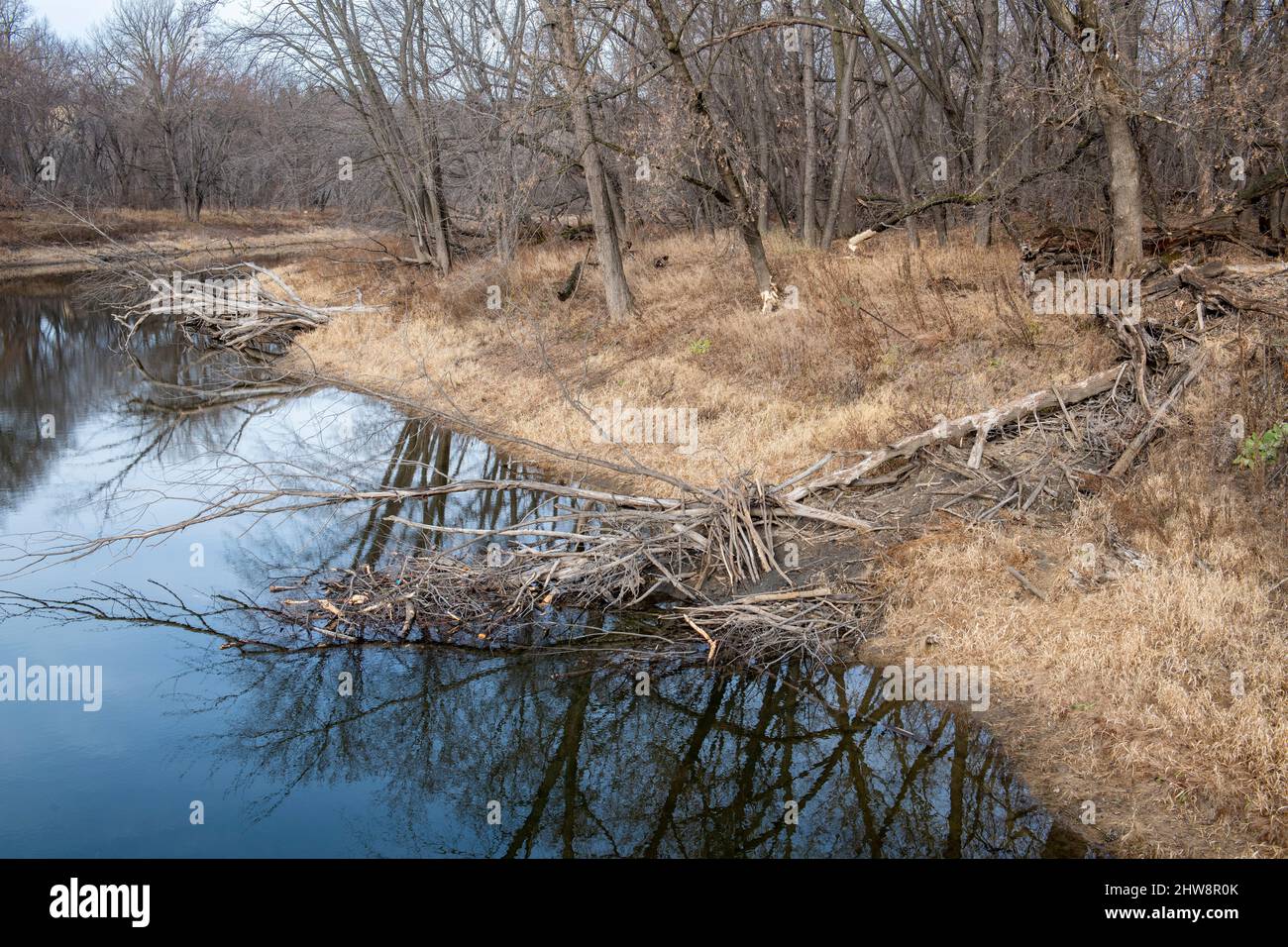 Recebtly cut-down trees, resulting from American Beaver (Castor canadensis), flloodplain, river, E USA, by Dominique Braud/Dembinsky Photo Assoc Stock Photo