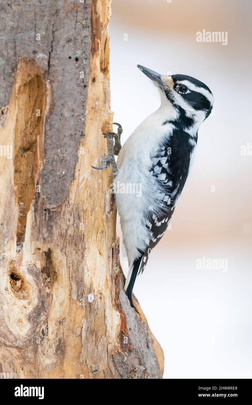 Hairy Woodpecker (Dryobates villosus), female, foraging for food, dead tree, Winter, E N America, by Dominique Braud/Dembinsky Photo Assoc Stock Photo