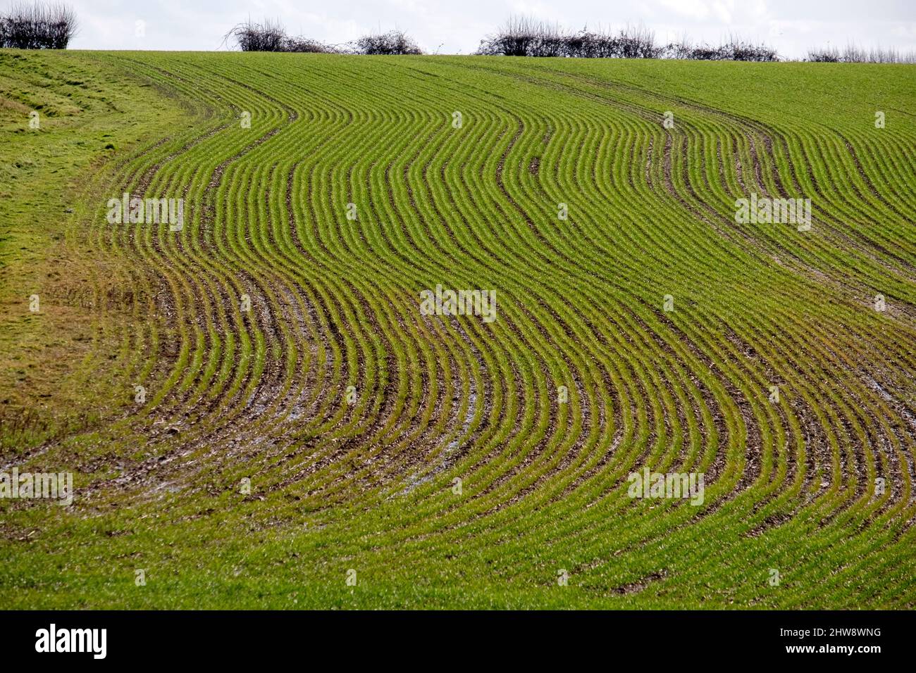 Rows of new plants in a wet farmers field, Warwickshire, ENgland. Stock Photo