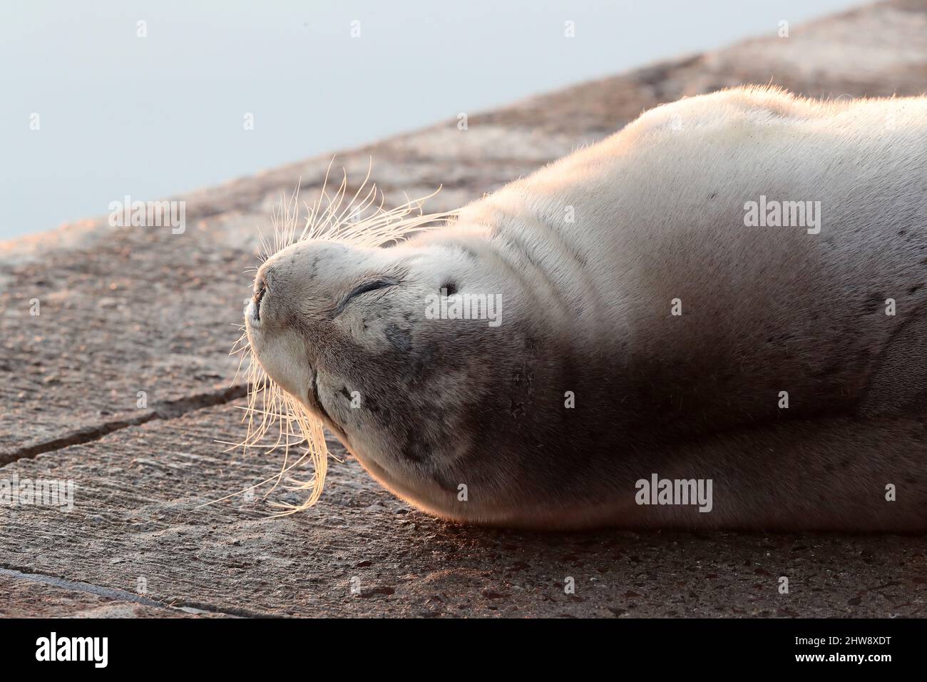 Bearded Seal, Erignathus barbatus, Shetland, Scotland, UK Stock Photo