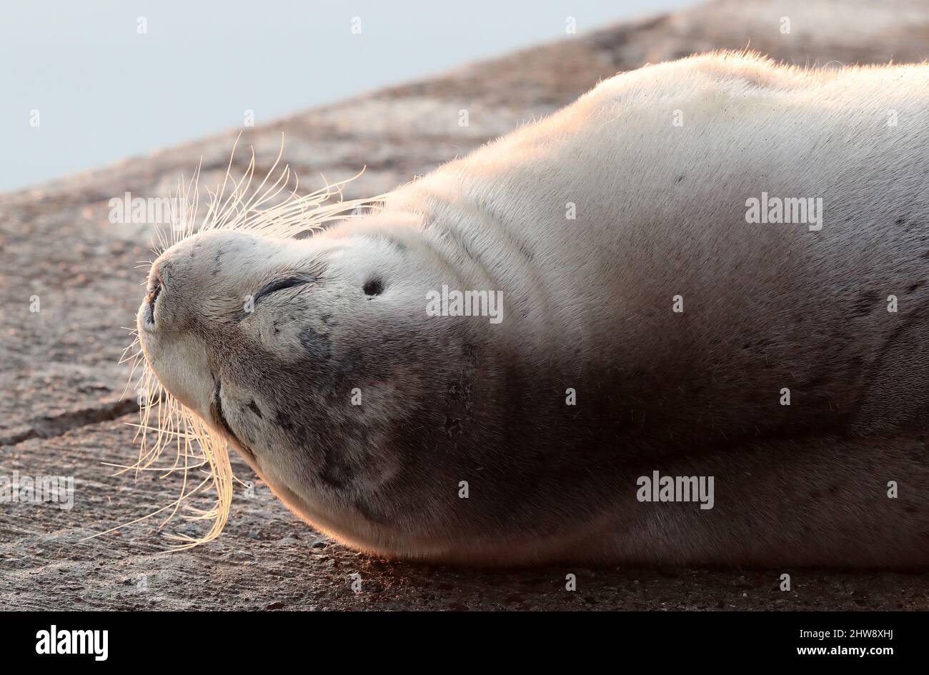 Bearded Seal, Erignathus barbatus, Shetland, Scotland, UK Stock Photo