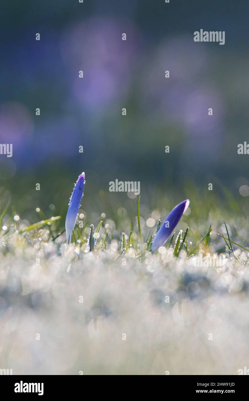 Violet crocuses in grass hi-res stock photography and images - Alamy