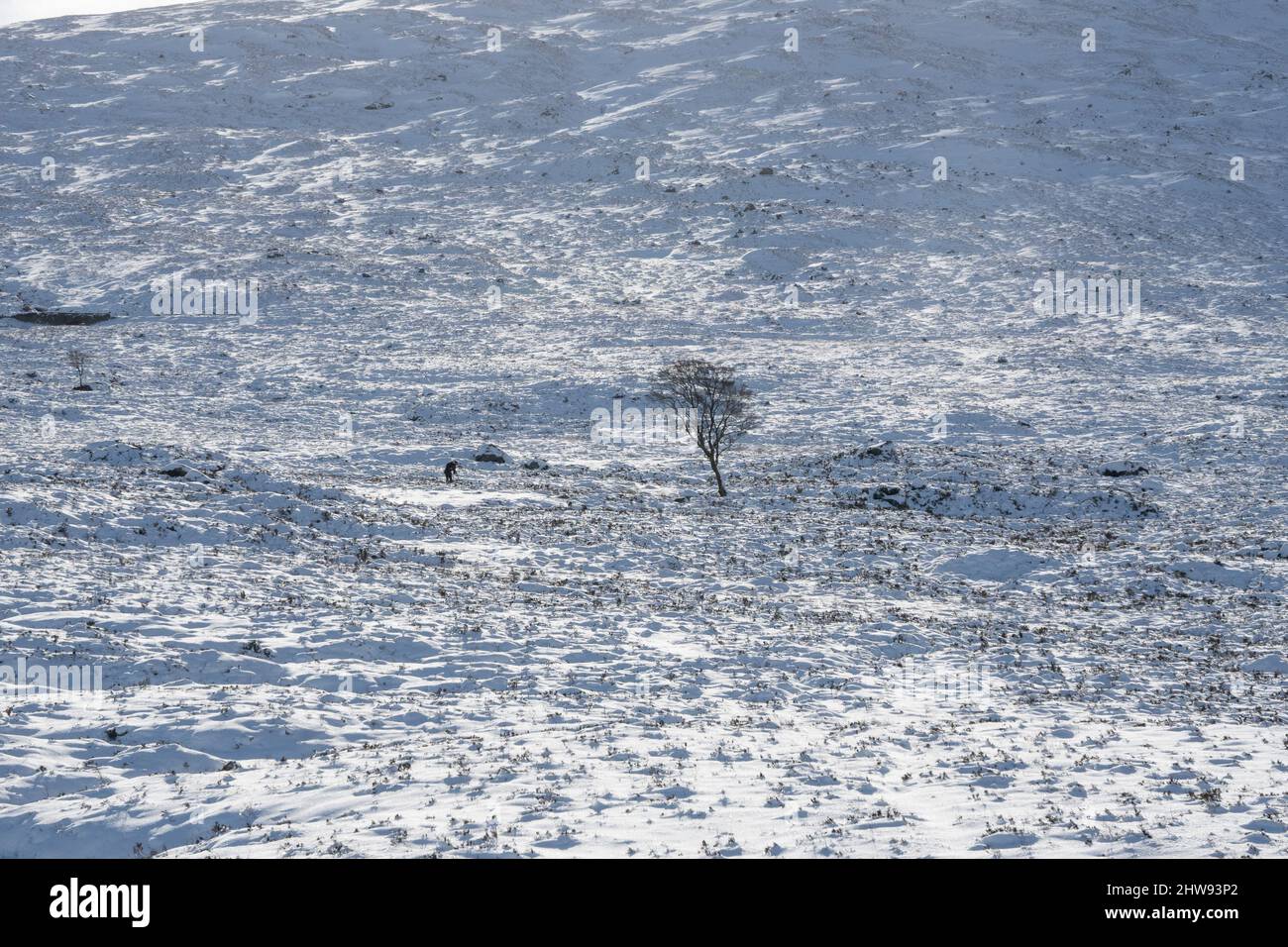 A landscape photographer photographing a lone tree in a landscape with a light covering of snow at Glencoe, Scotland, UK Stock Photo