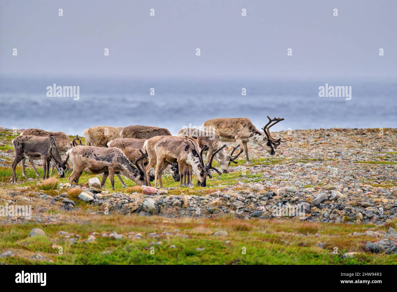 Reindeers grazing at the Barents Sea shore in Norway. The most northeastern place in the nordics where you can see reindeers. Stock Photo