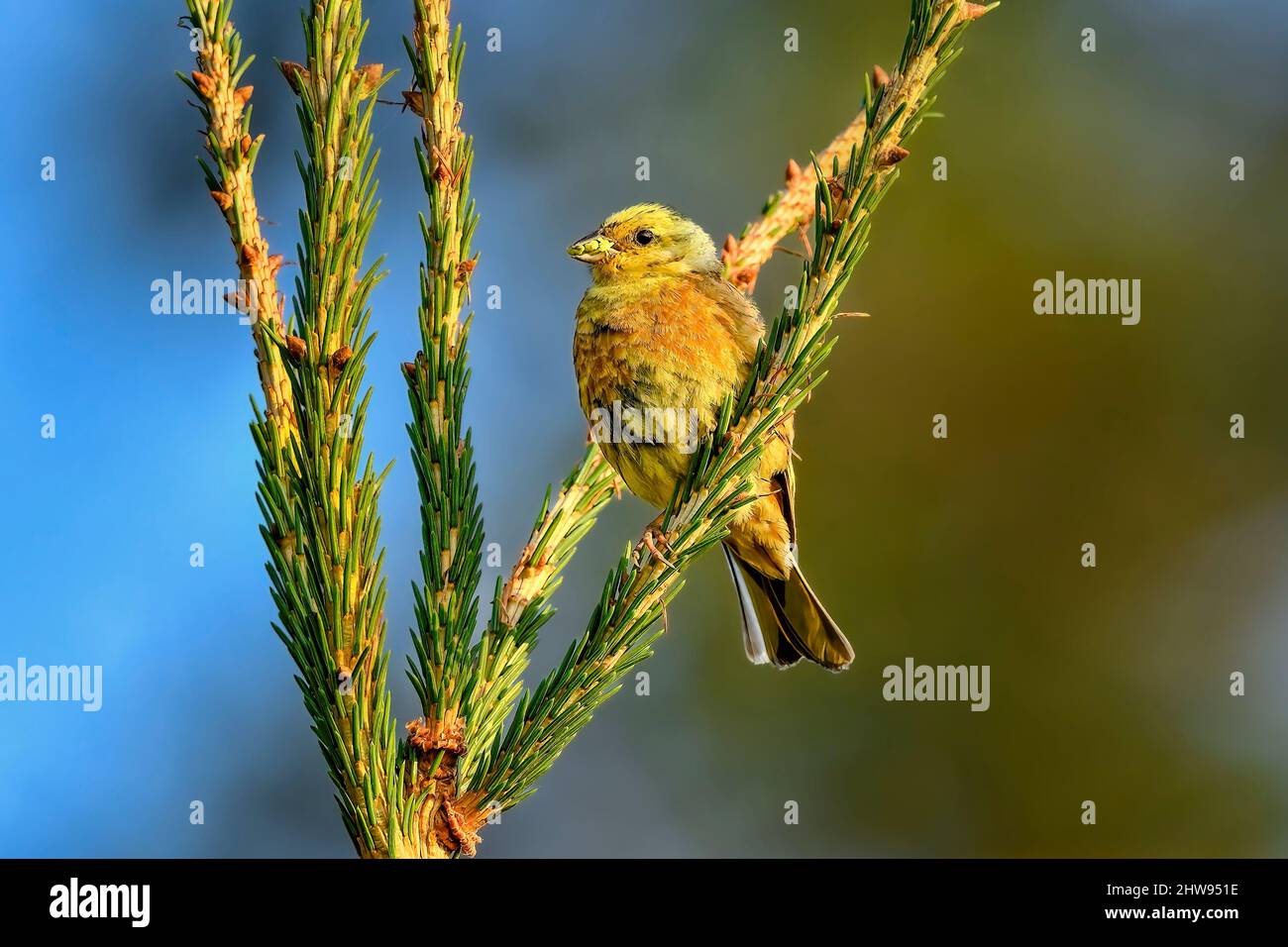 Yellowhammer with some food in the beak Stock Photo