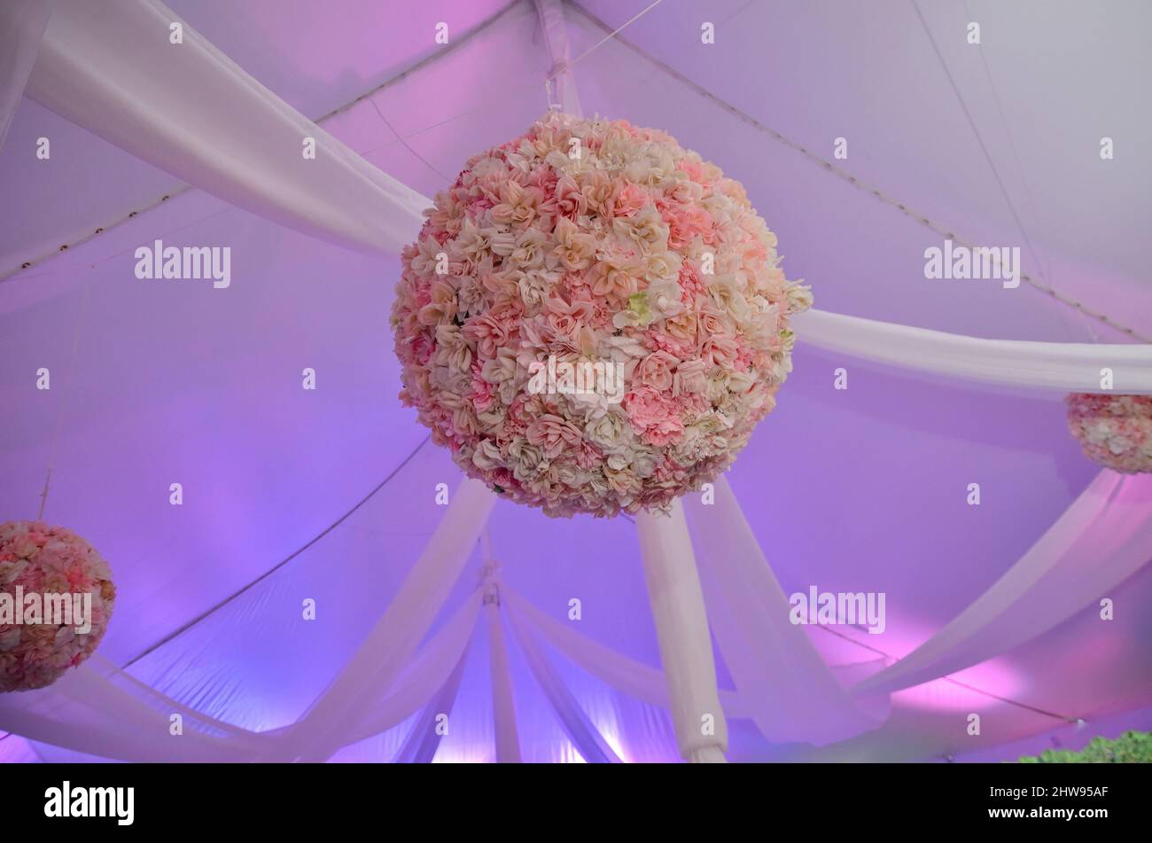 Rose Ball Decorations Lit with Purple and Pink Light Hanging From Ceiling of Large Event Tent Stock Photo