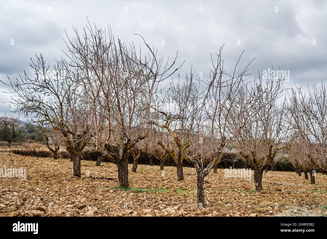 Nuts plantation hires stock photography and images Alamy