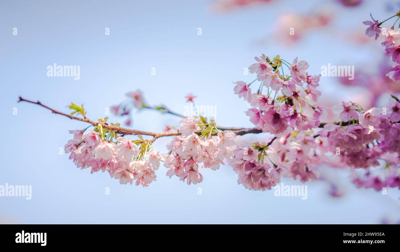 Sakura Flower or Cherry Blossom With Beautiful Nature Background Stock ...