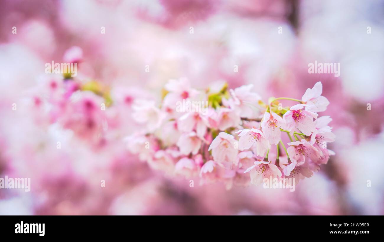 Sakura Flower or Cherry Blossom With Beautiful Nature Background Stock ...