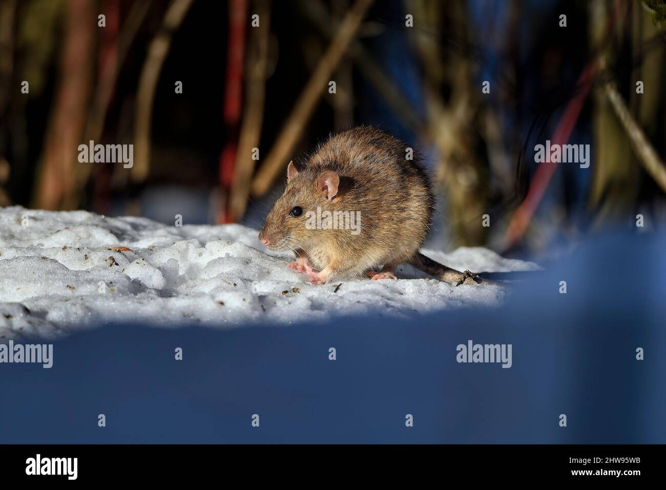 Rat is warming up in the cold winter morning. Stock Photo