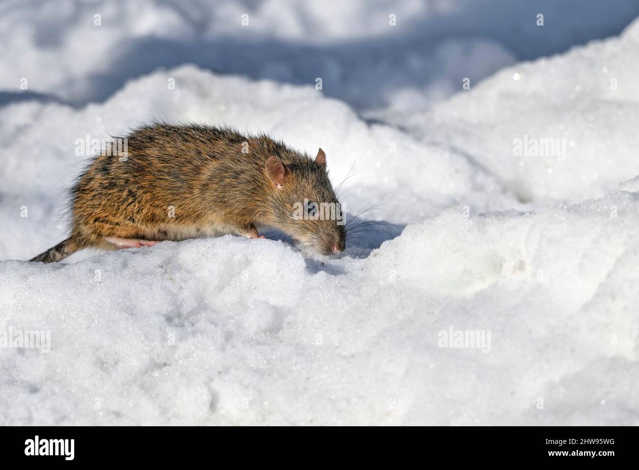 Rat is searching food on the cold winter day. Stock Photo