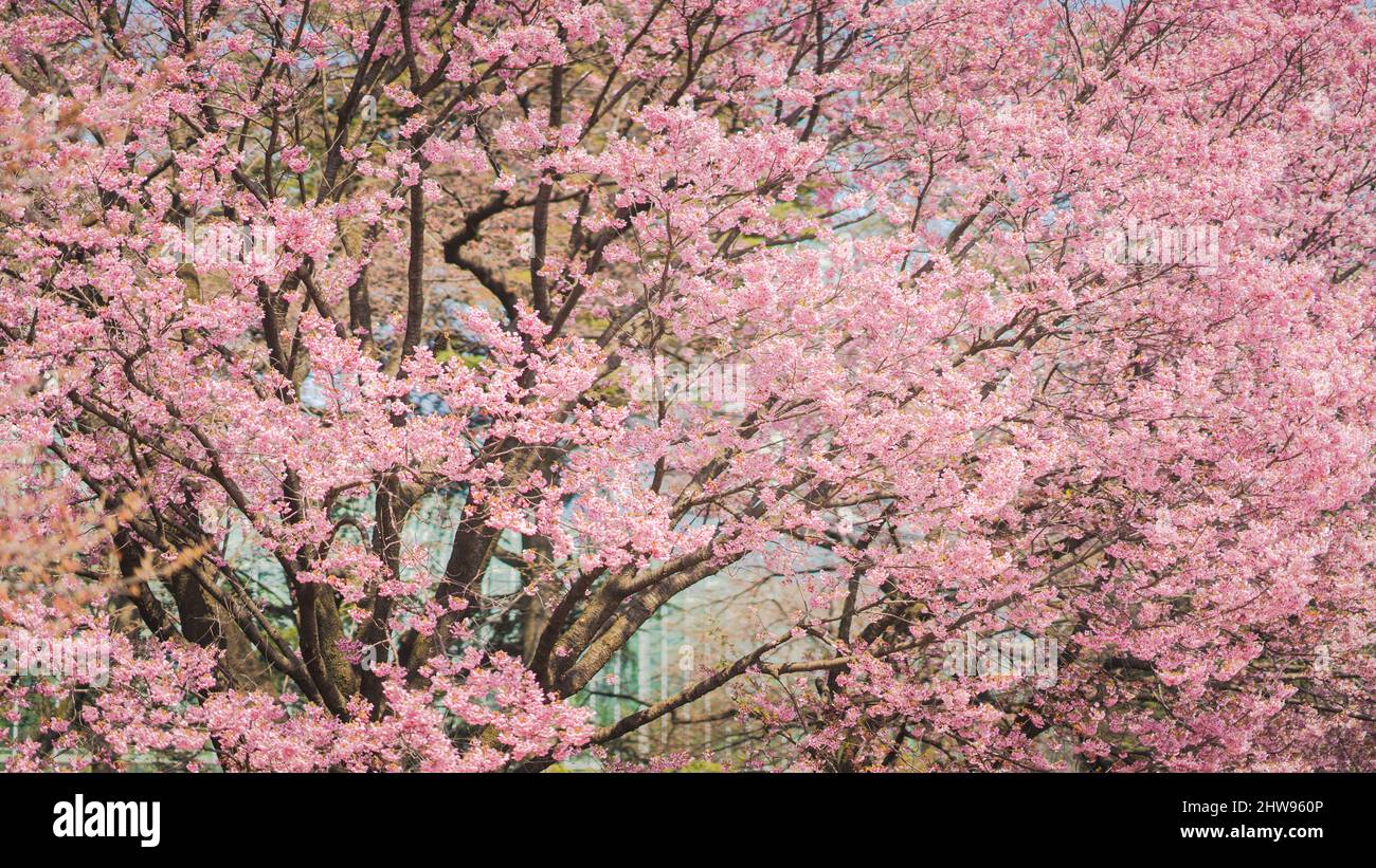 Sakura Flower or Cherry Blossom With Beautiful Nature Background Stock ...