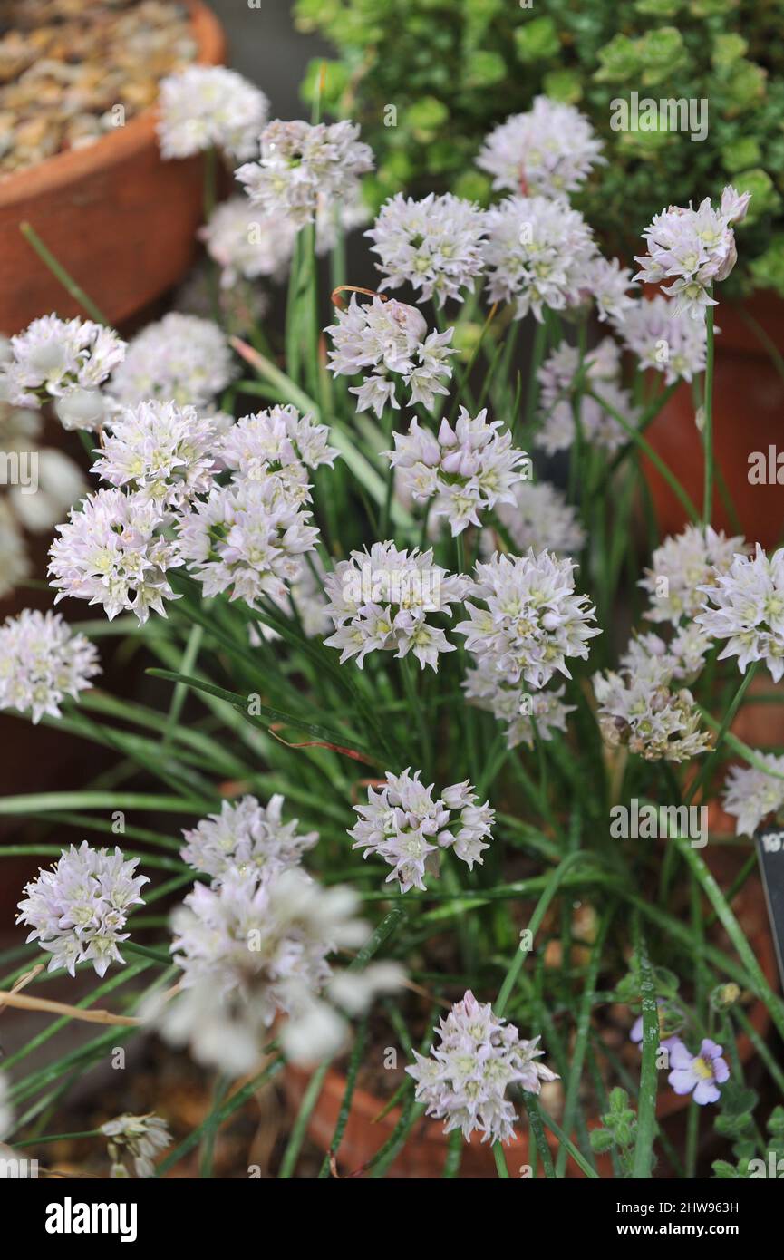 Allium geyeri blooms in a glasshouse in a garden in May Stock Photo