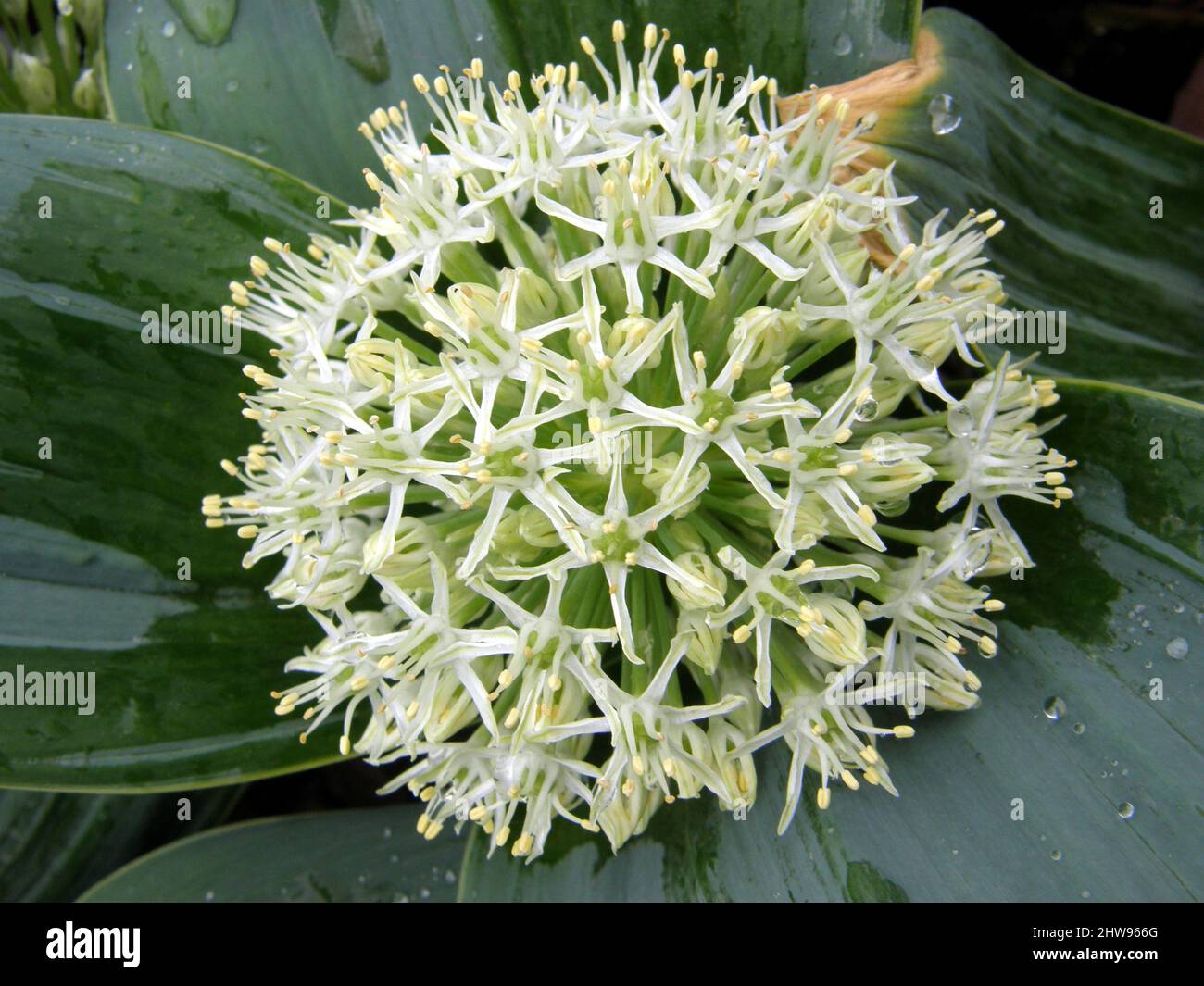 Kara Tau garlic (Allium karataviense) Ivory Queen with wide bluish-grey foliage blooms in a garden in May Stock Photo