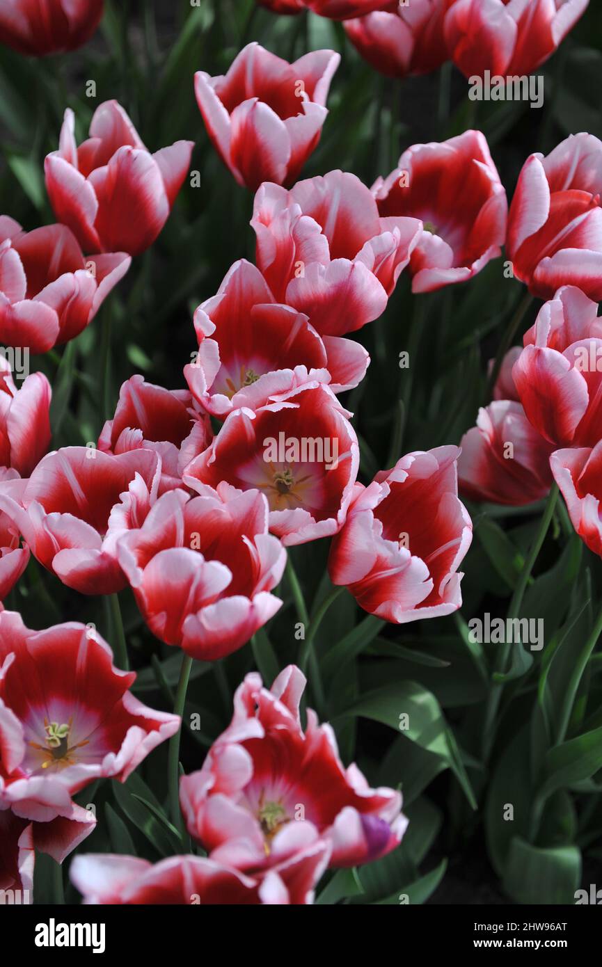 Red and white Triumph tulips (Tulipa) La Manche bloom in a garden in April Stock Photo