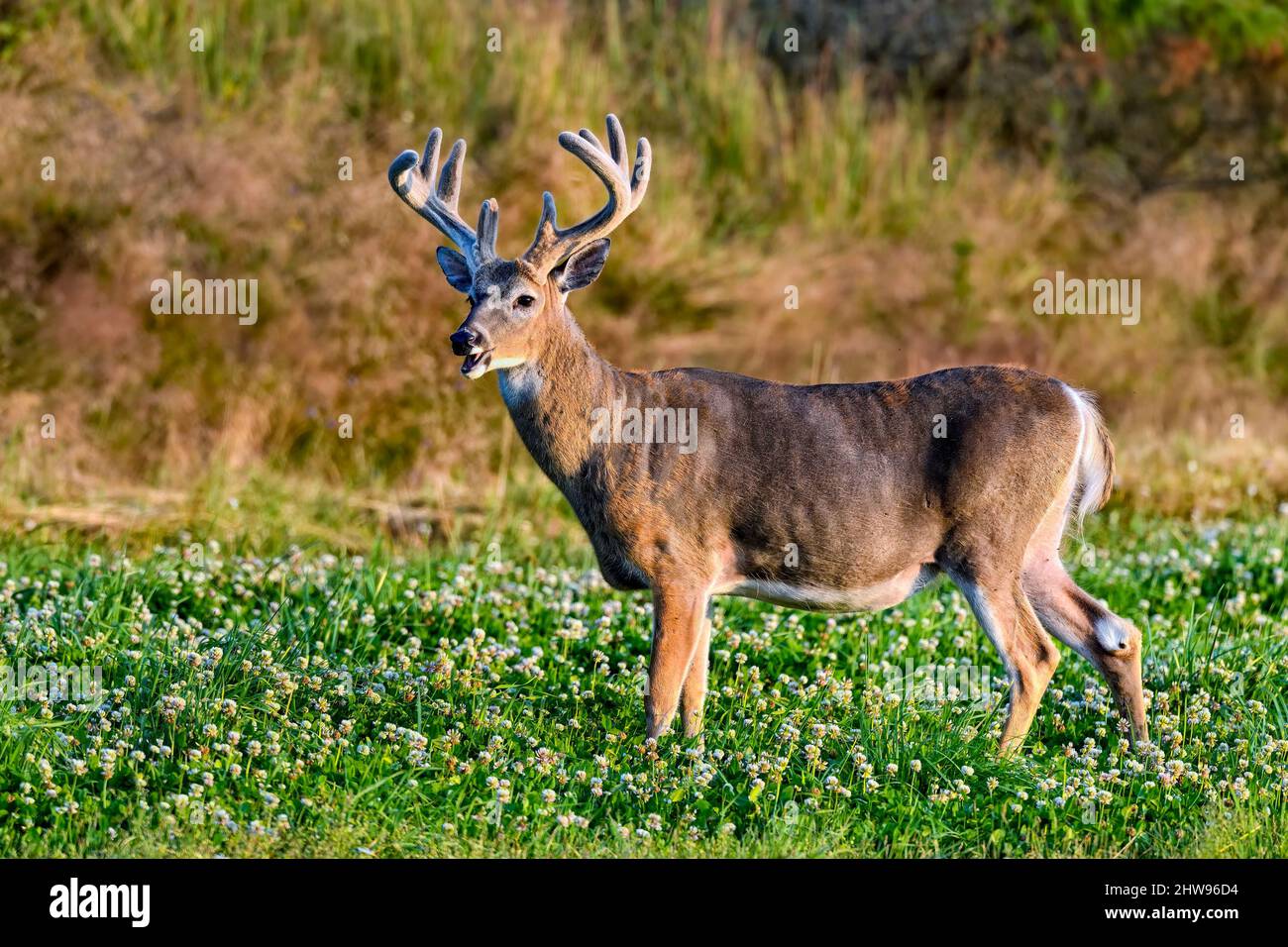 White-tailed deer buck looking regal. Stock Photo