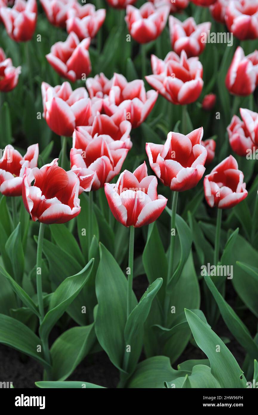 Red and white Triumph tulips (Tulipa) La Manche bloom in a garden in April Stock Photo