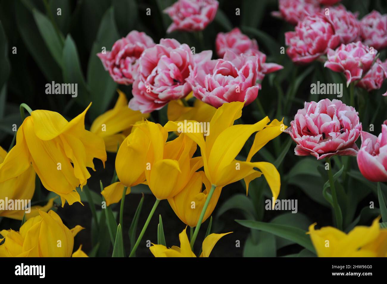 Yellow lily-flowered tulip (Tulipa) La Perla and red and white peony-flowered Double Late tulip Dazzling Desire bloom in a garden in April Stock Photo
