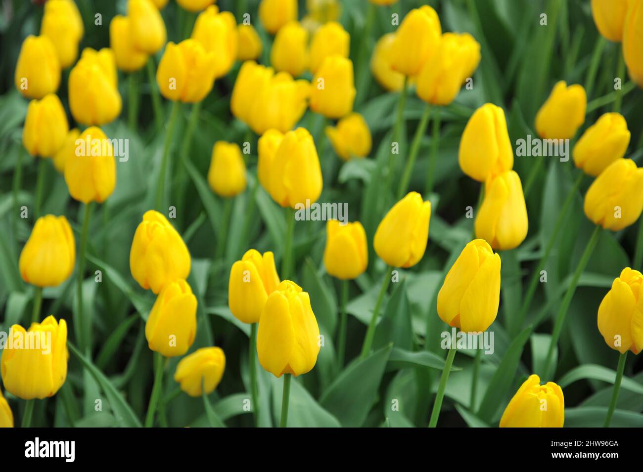 Yellow Triumph tulips (Tulipa) Lady Margot bloom in a garden in April Stock Photo