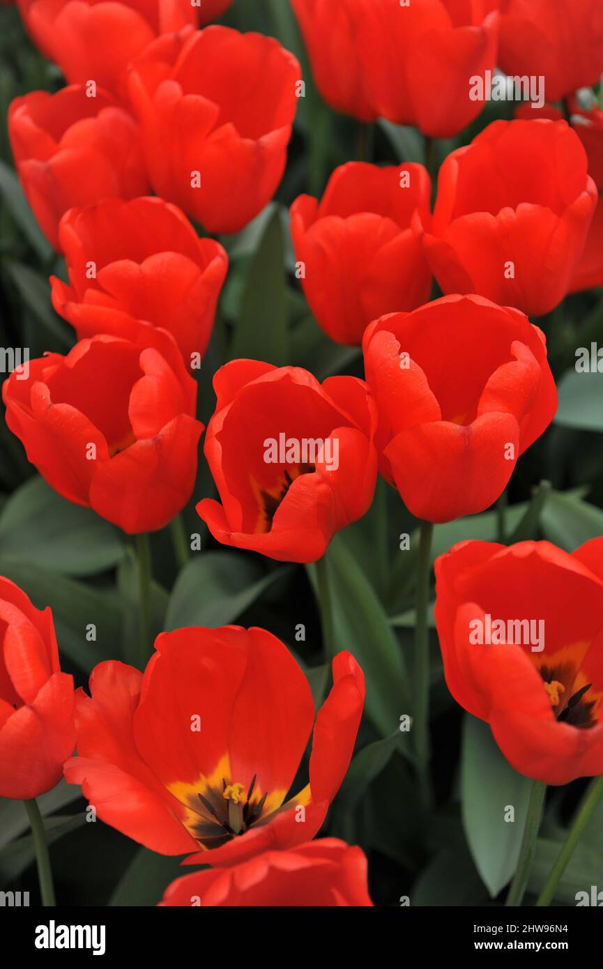 Red Darwin Hybrid tulips (Tulipa) Lalibela bloom in a garden in March
