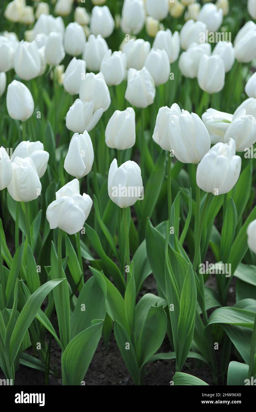 White Darwin Hybrid tulips (Tulipa) Lanka bloom in a garden in April