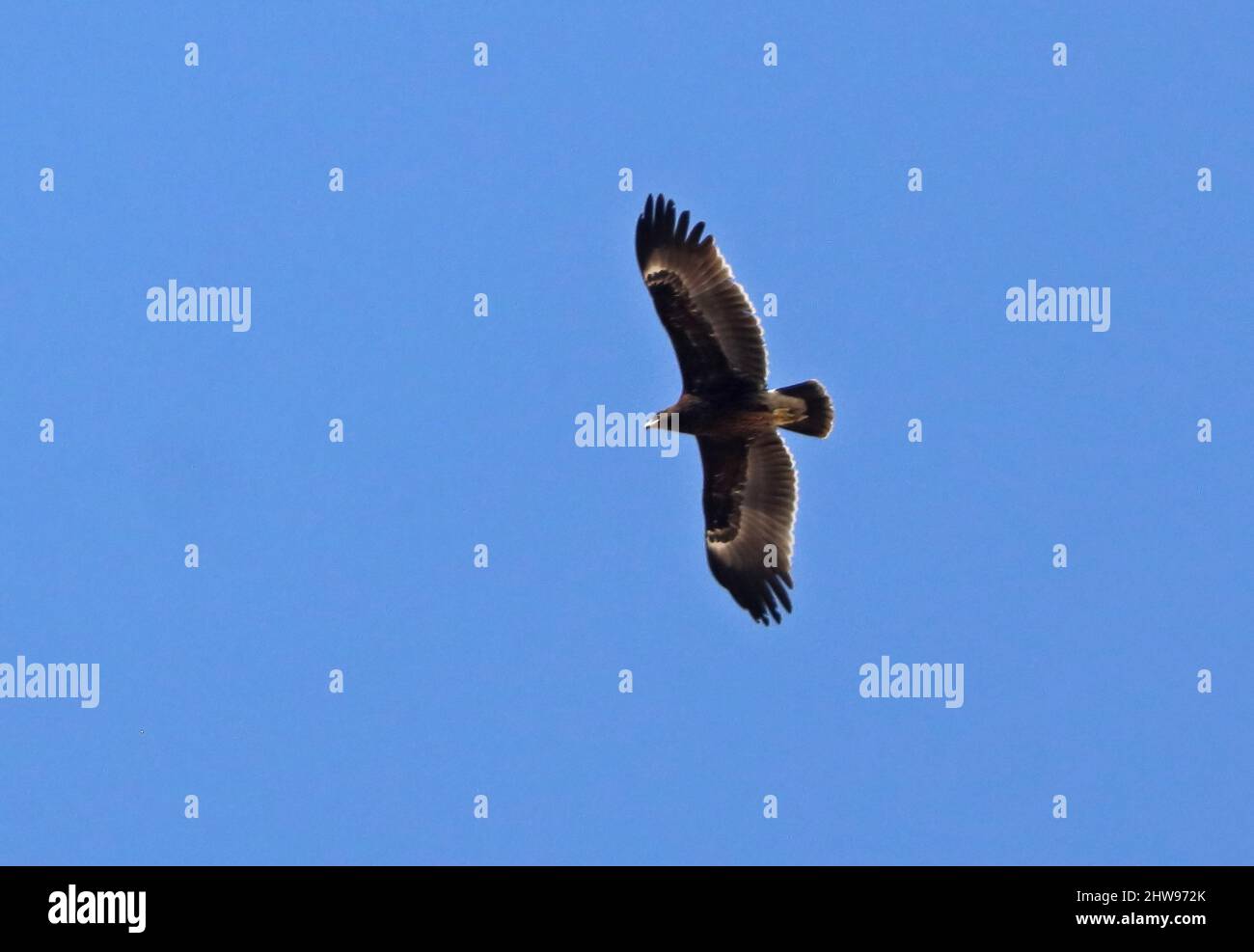 Steppe Eagle (Aquila nipalensis) adult in flight Oman                         December Stock Photo