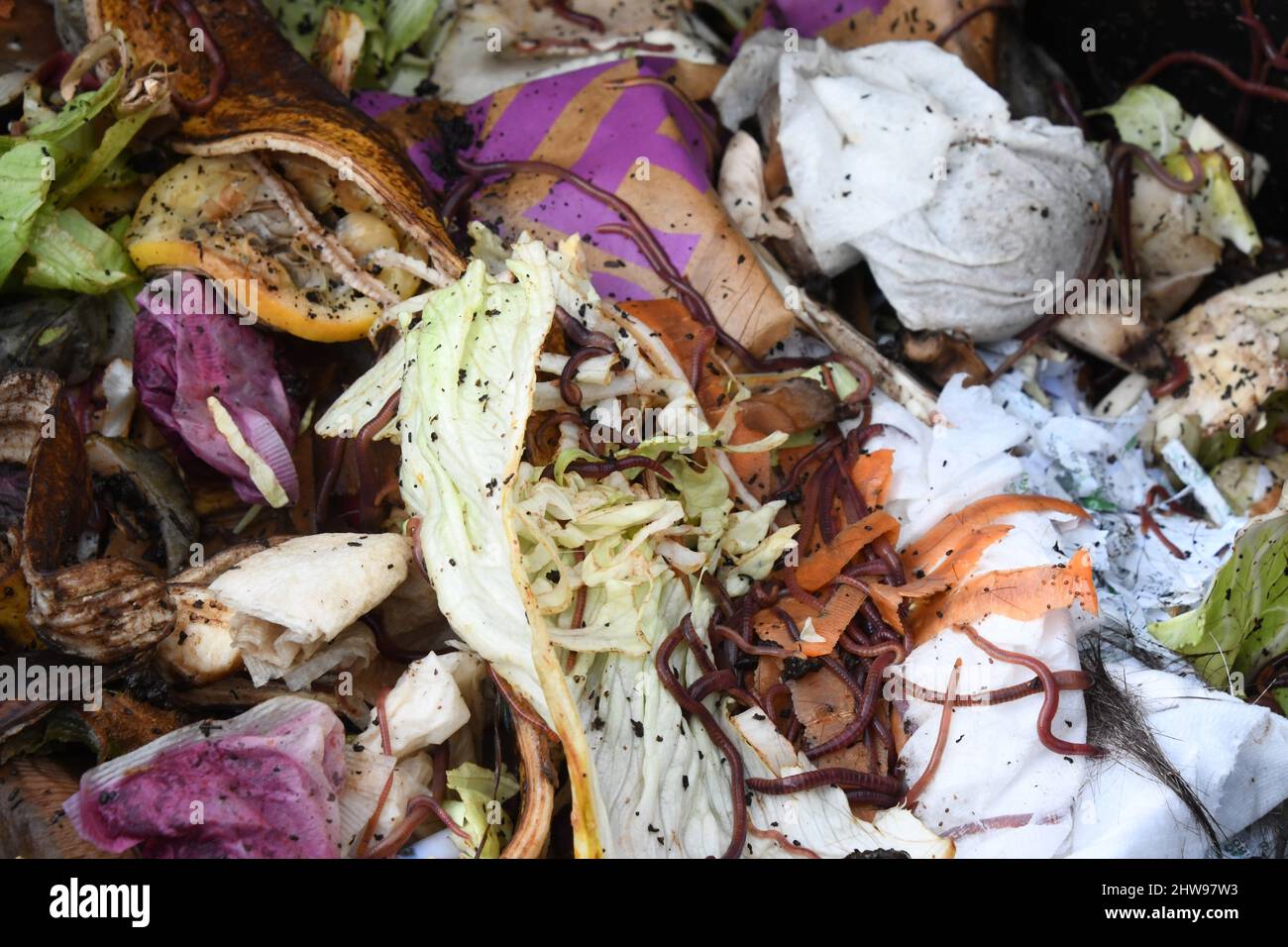 The contents of a plastic compost bin on an allotment. Created from the