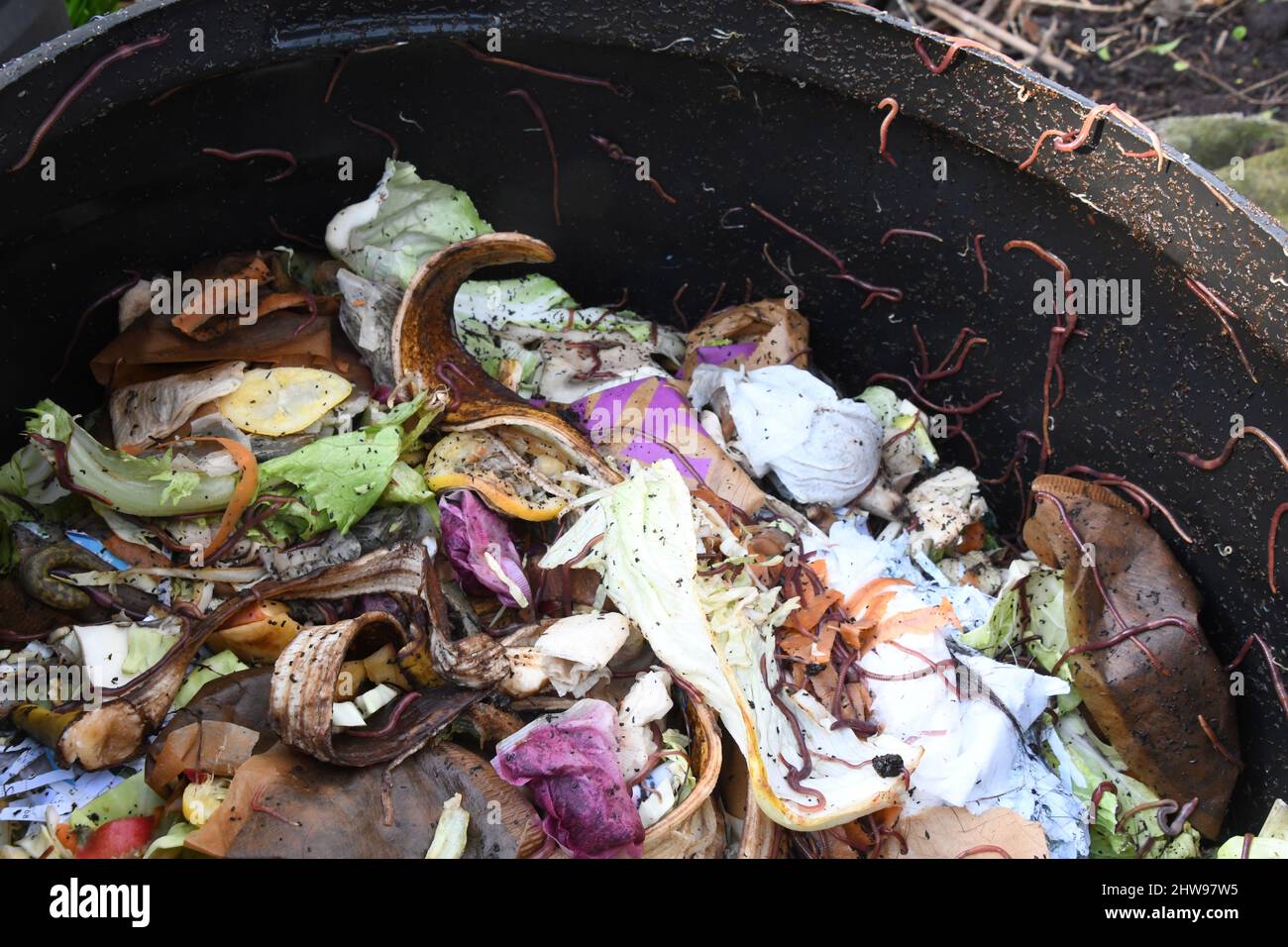 The contents of a plastic compost bin on an allotment. Created from the