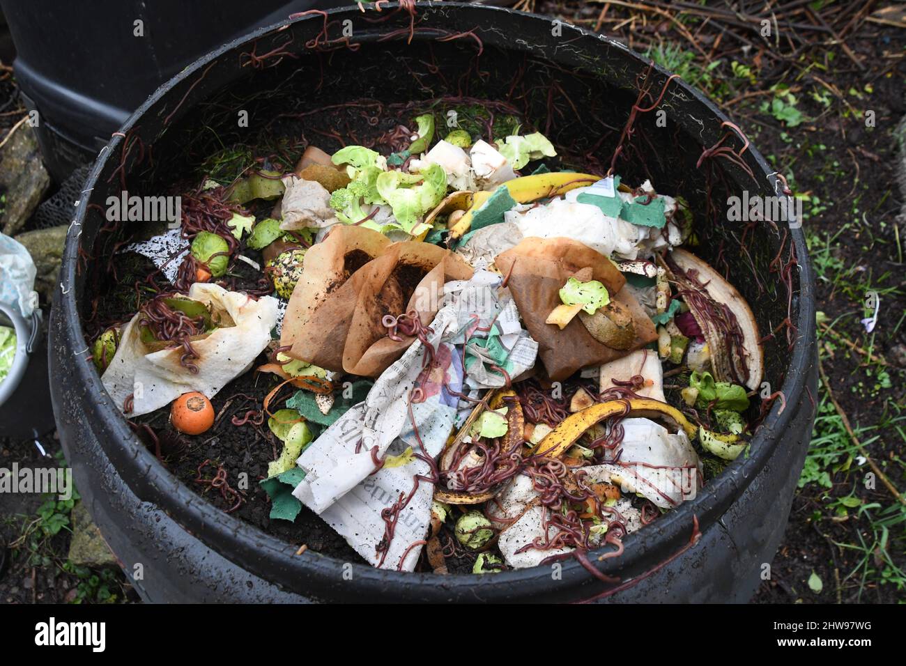 The contents of a plastic compost bin on an allotment. Created from the household waste , vegetable  peelings, coffee grounds and tea leaves, paper, f Stock Photo