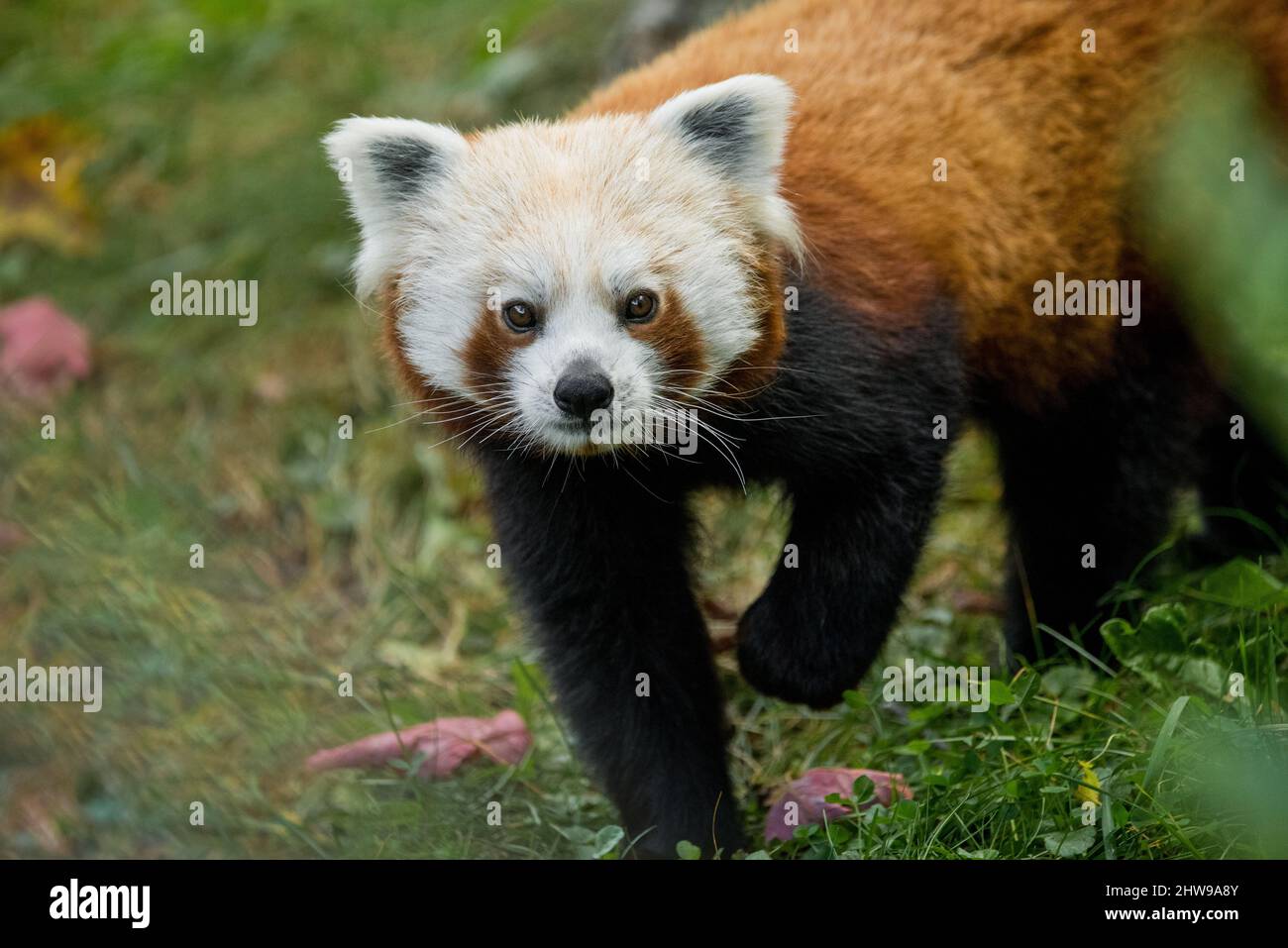 The portrait of a small mammal Red panda walking in the forest Stock ...