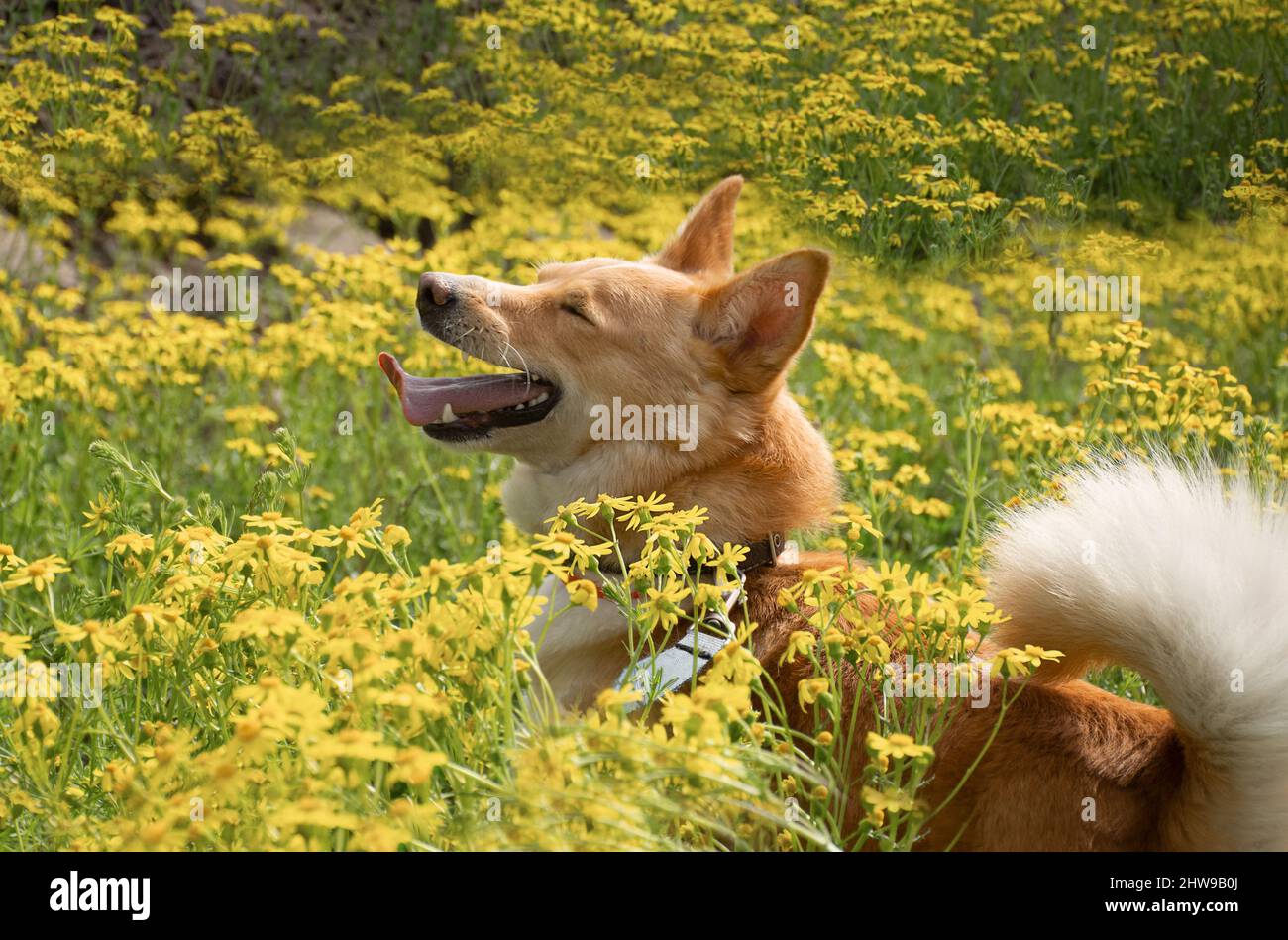 happy red dog walks in the grass and flowers in nature on a spring day Stock Photo