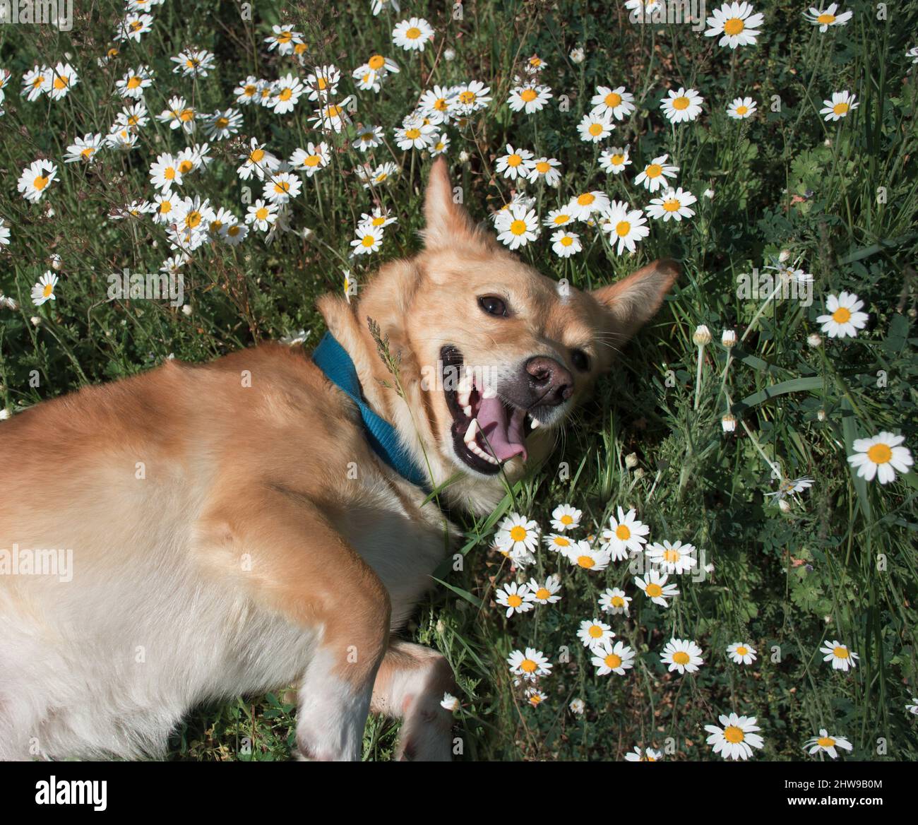 happy red dog wallows in the grass and daisies in nature on a spring day Stock Photo