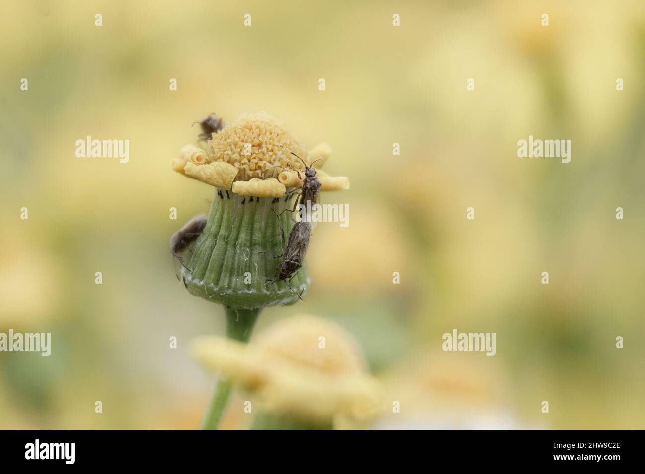 pest beetles eat a yellow wild flower in a meadow on a summer day Stock