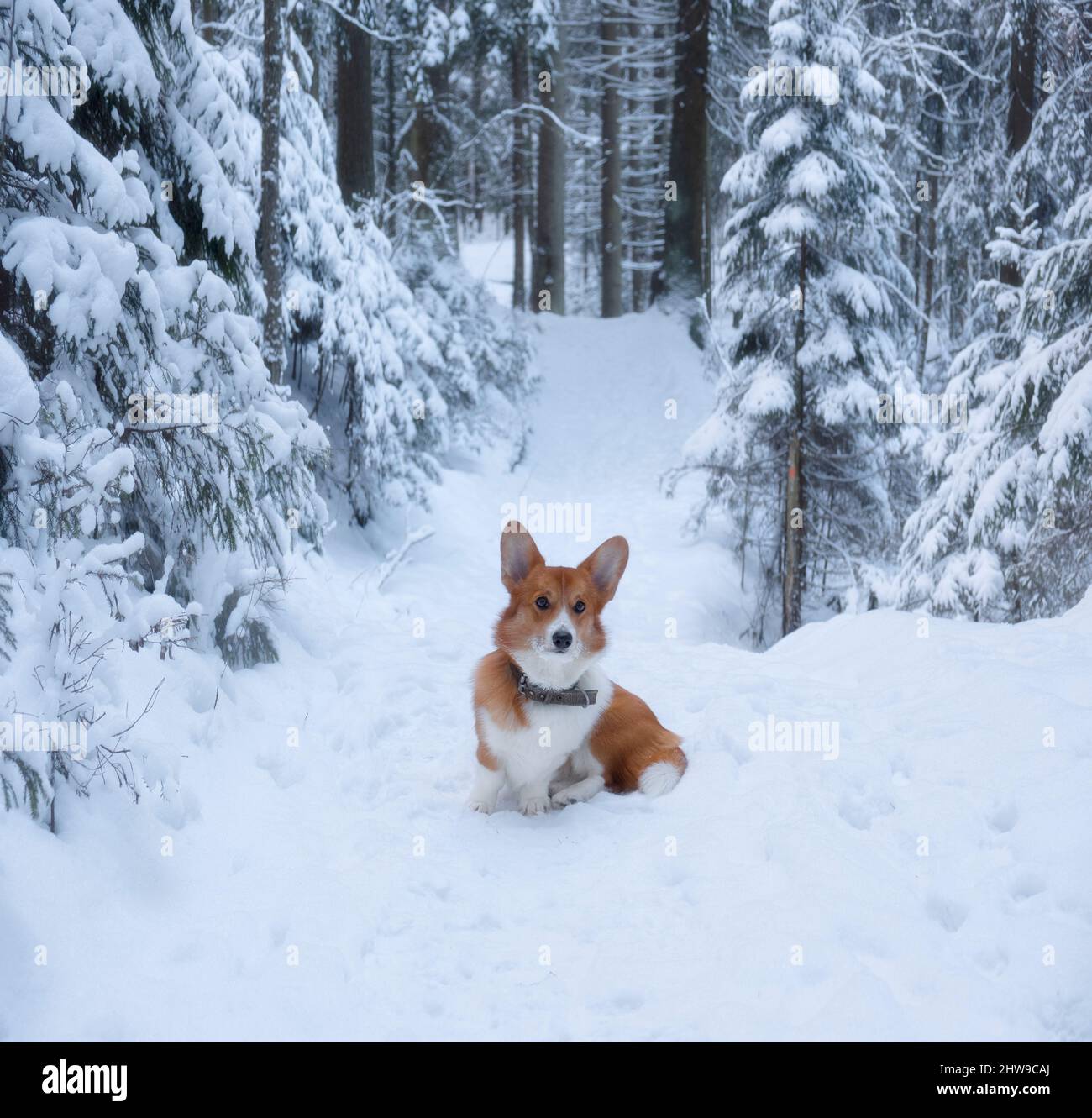 A cute red welsh corgi pembroke puppy dog walking along a snow covered path against the backdrop of a frosty winter forest Stock Photo