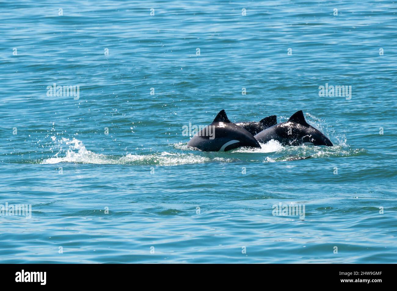Dolphins jump in the turquoise water, you can see their fins Stock Photo
