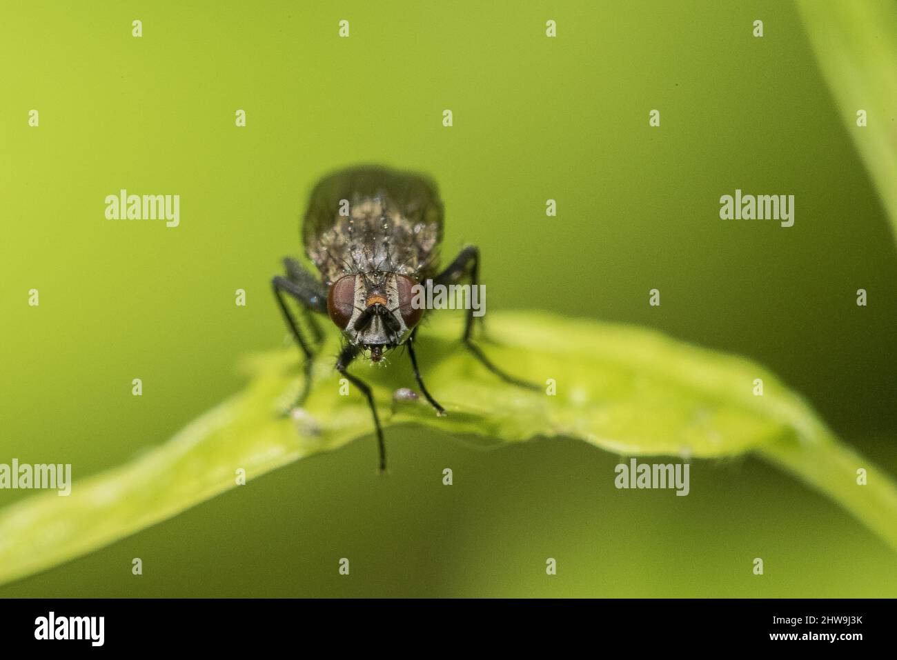 Halteres insect hi-res stock photography and images - Alamy